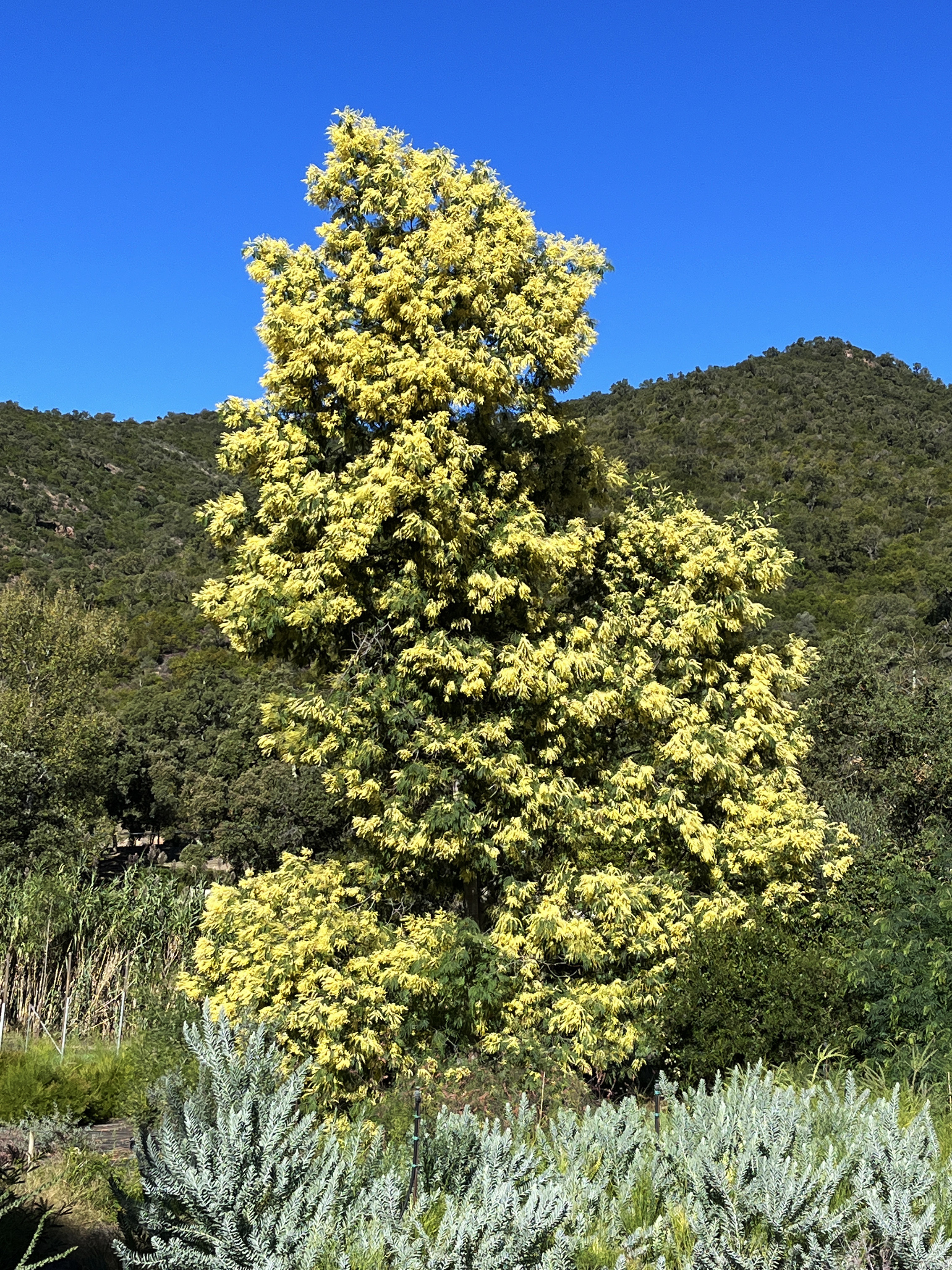 Acacia glaucocarpa