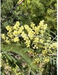 Acacia glaucocarpa