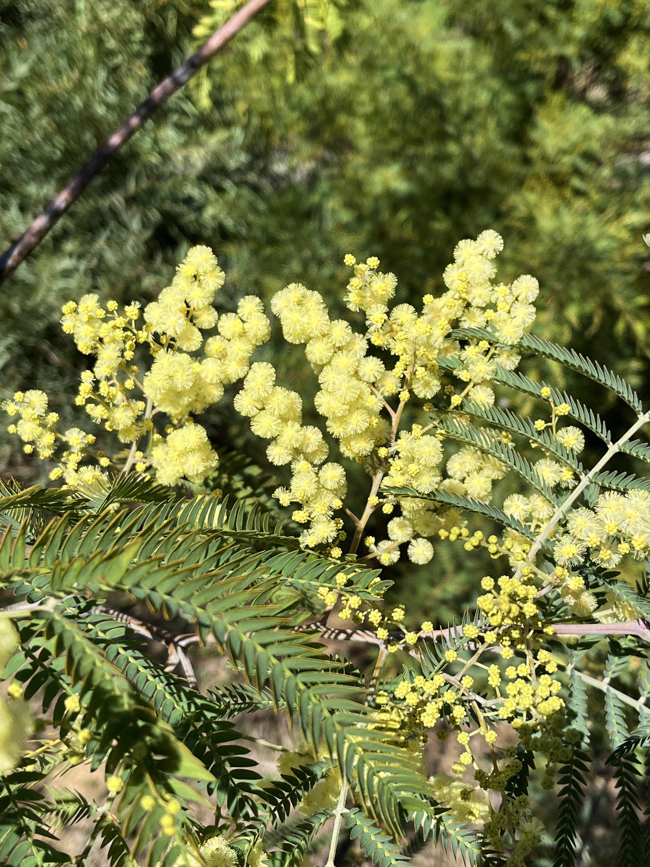 Acacia glaucocarpa