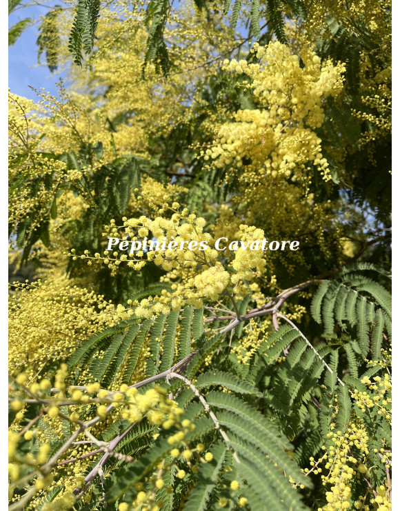 Acacia glaucocarpa