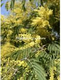 Acacia glaucocarpa