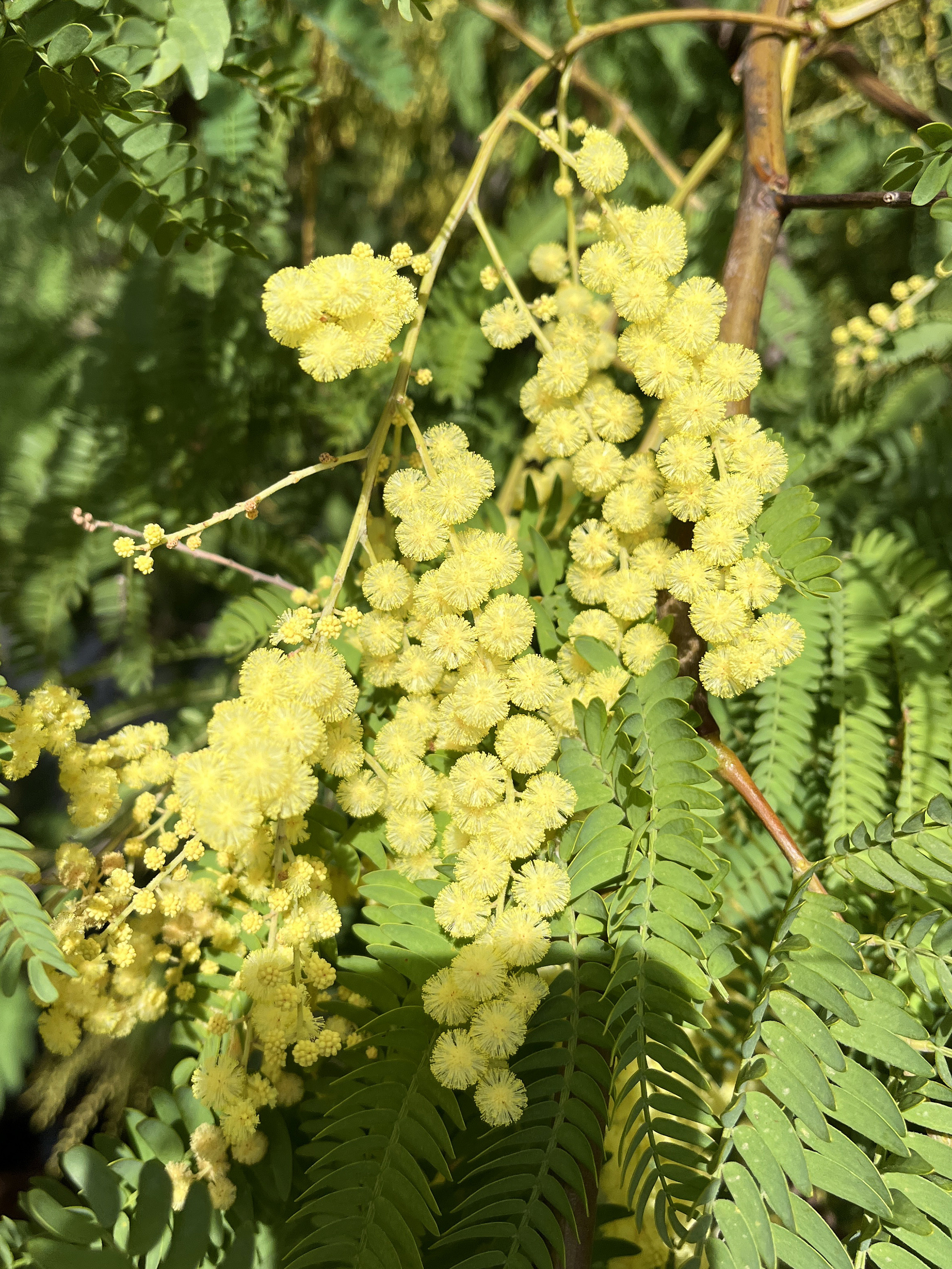 Acacia glaucocarpa