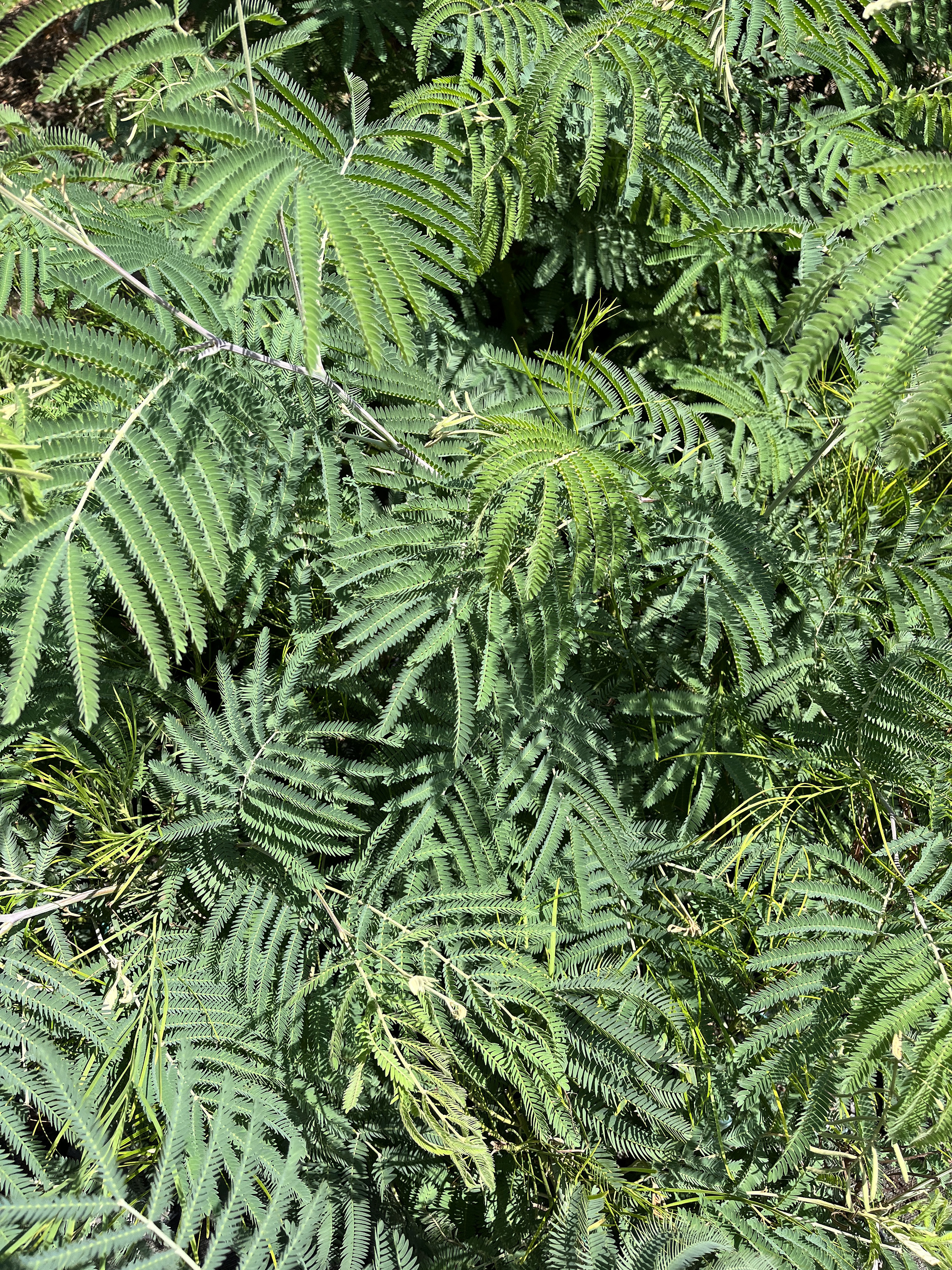 Acacia glaucocarpa