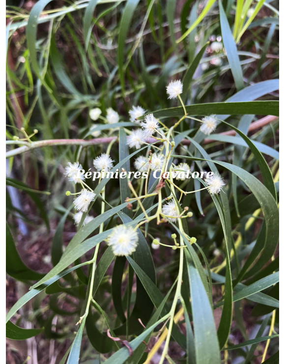 Acacia implexa