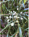 Acacia implexa