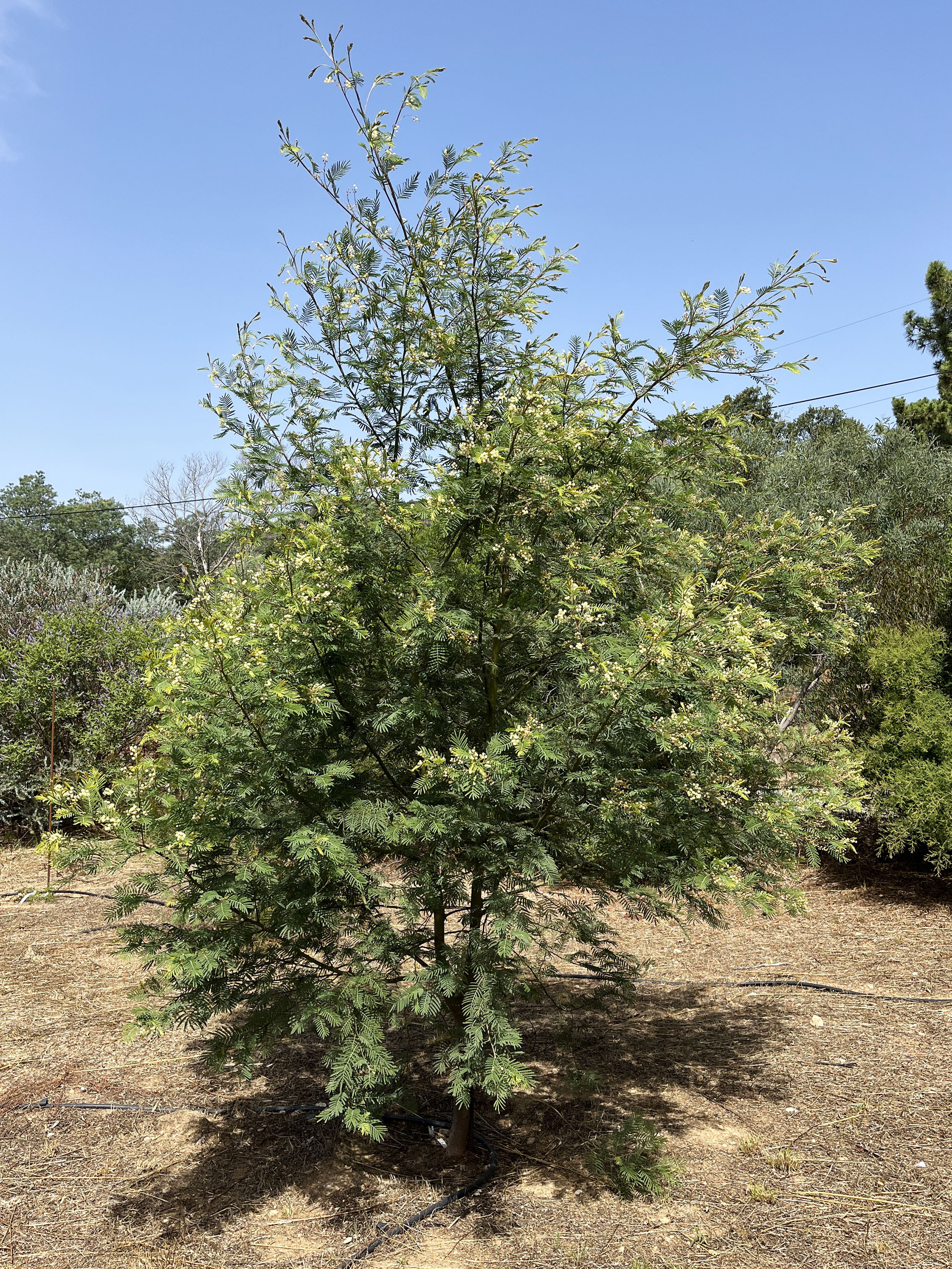 Acacia irrorata