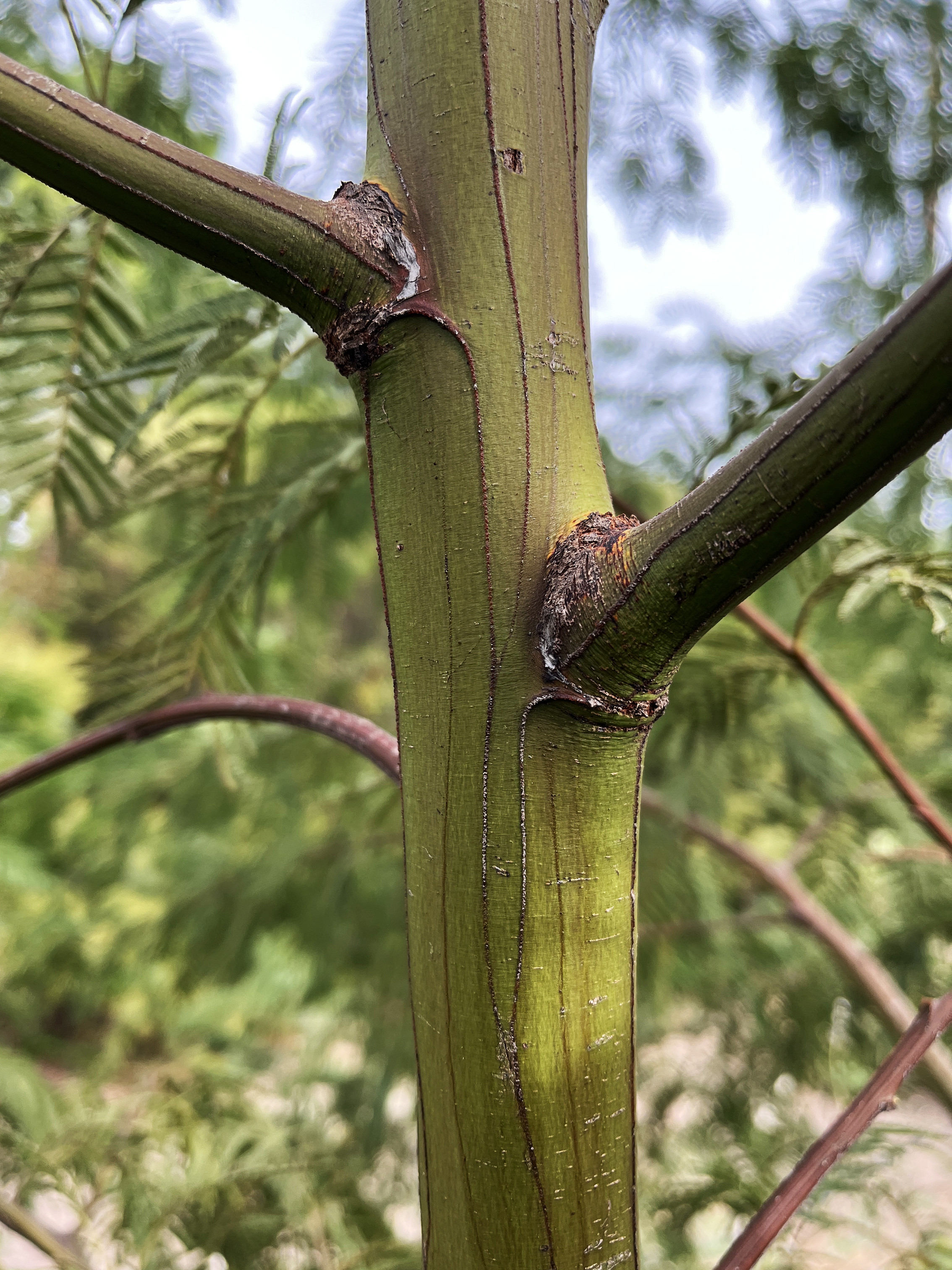 Acacia irrorata