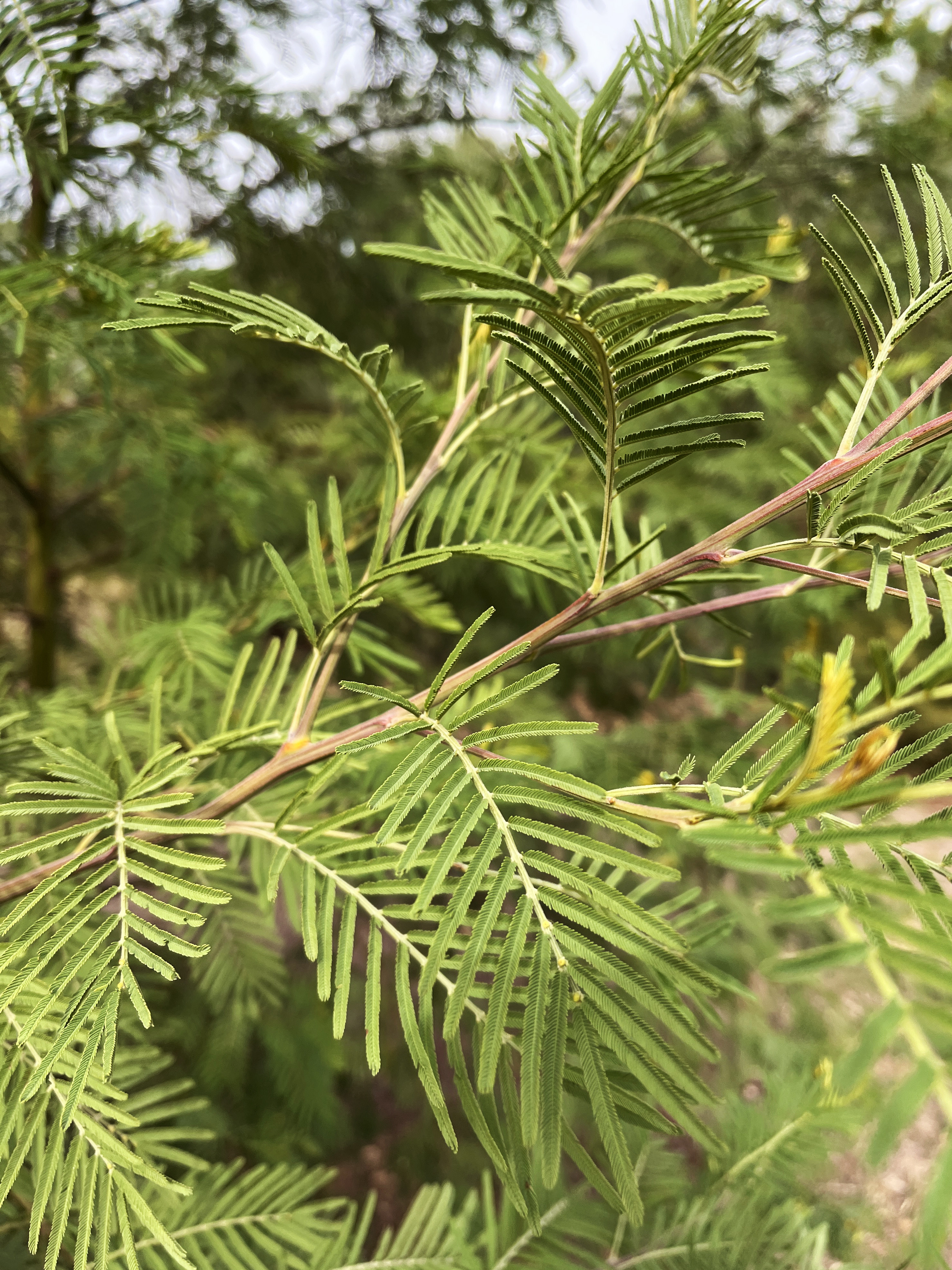 Acacia irrorata