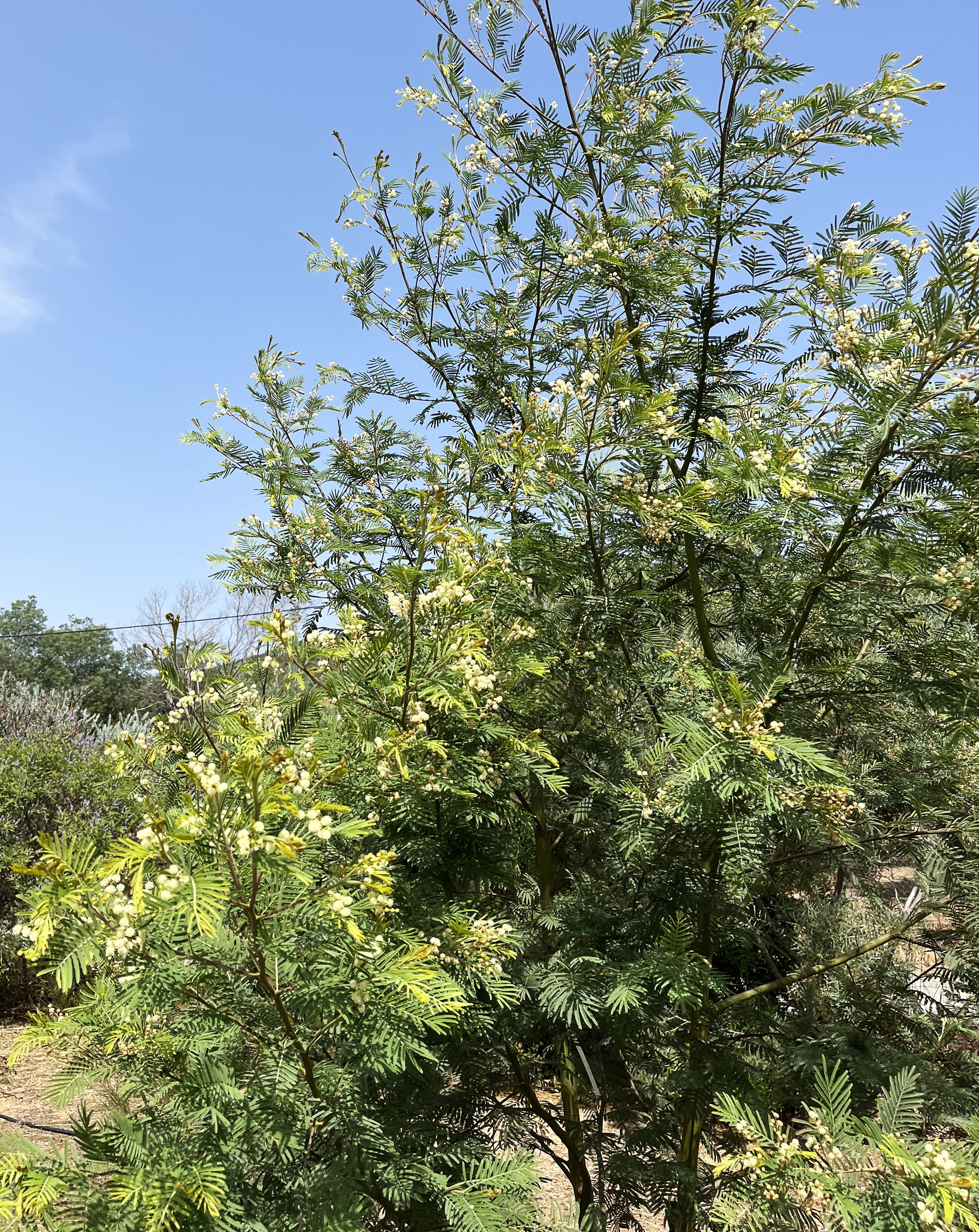 Acacia irrorata