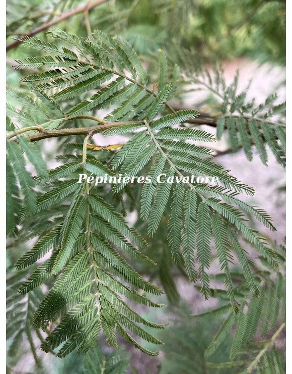 Acacia irrorata