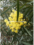 Acacia iteaphylla