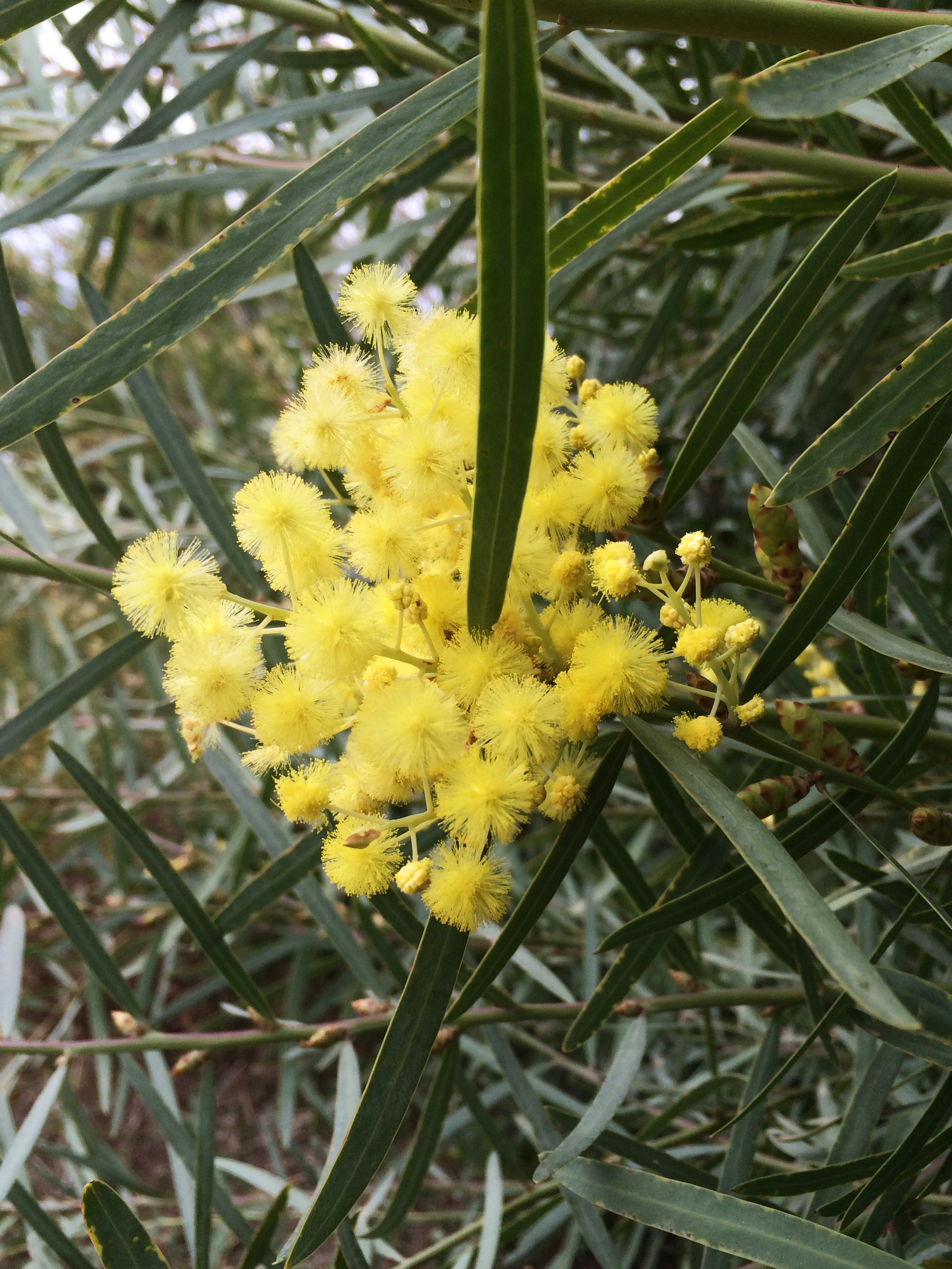 Acacia iteaphylla