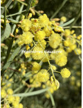 Acacia iteaphylla