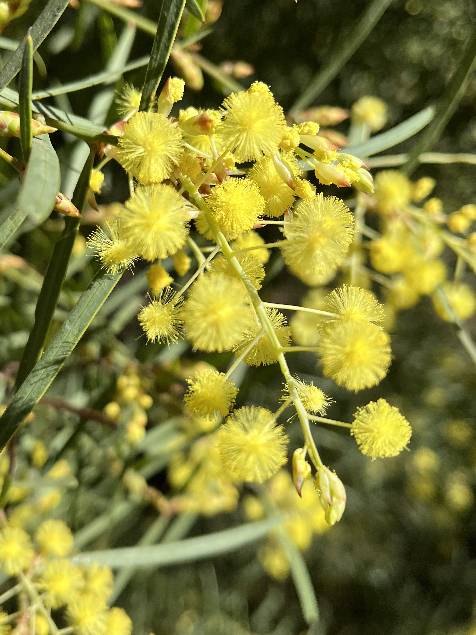 Acacia iteaphylla