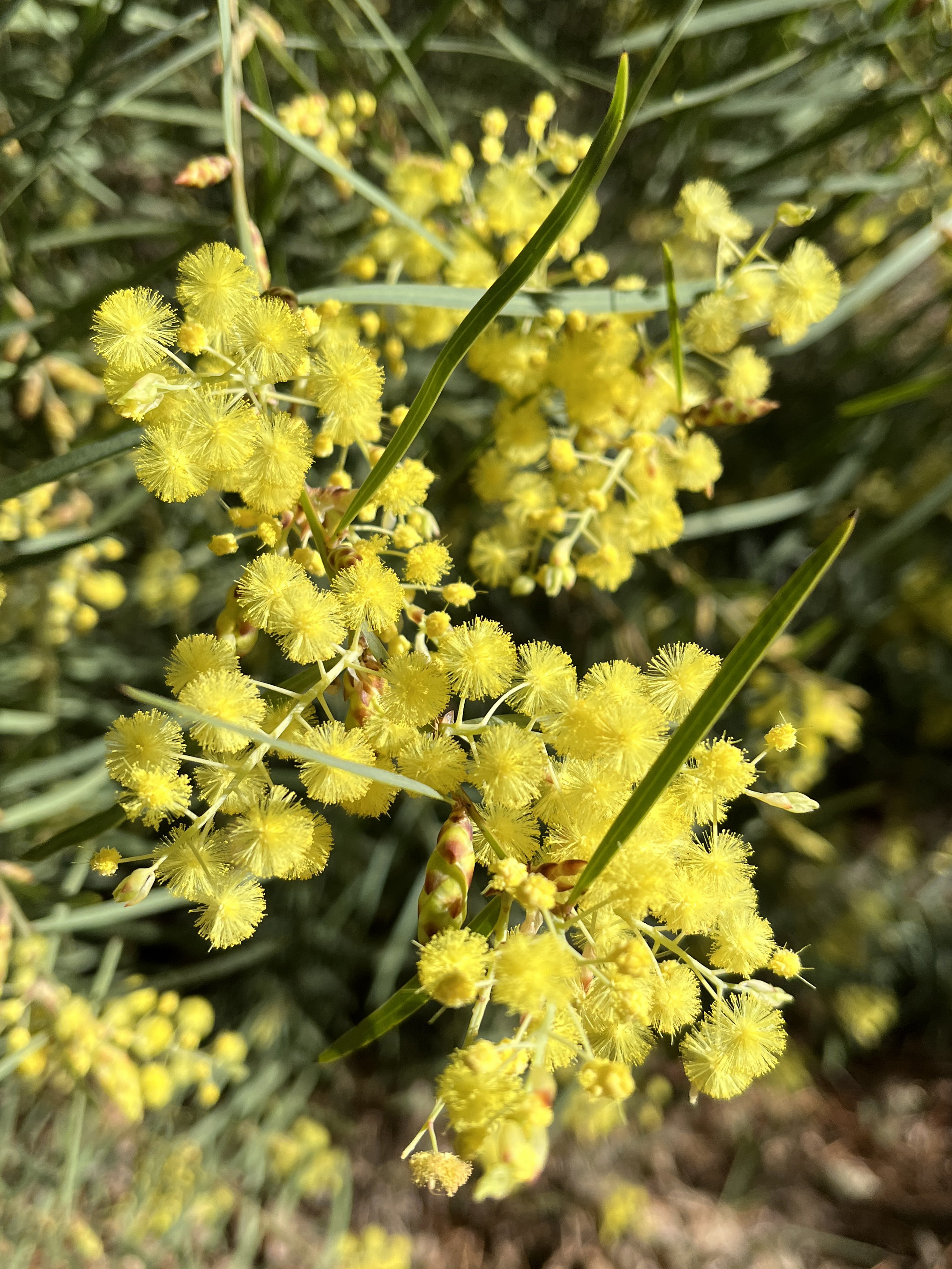 Acacia iteaphylla