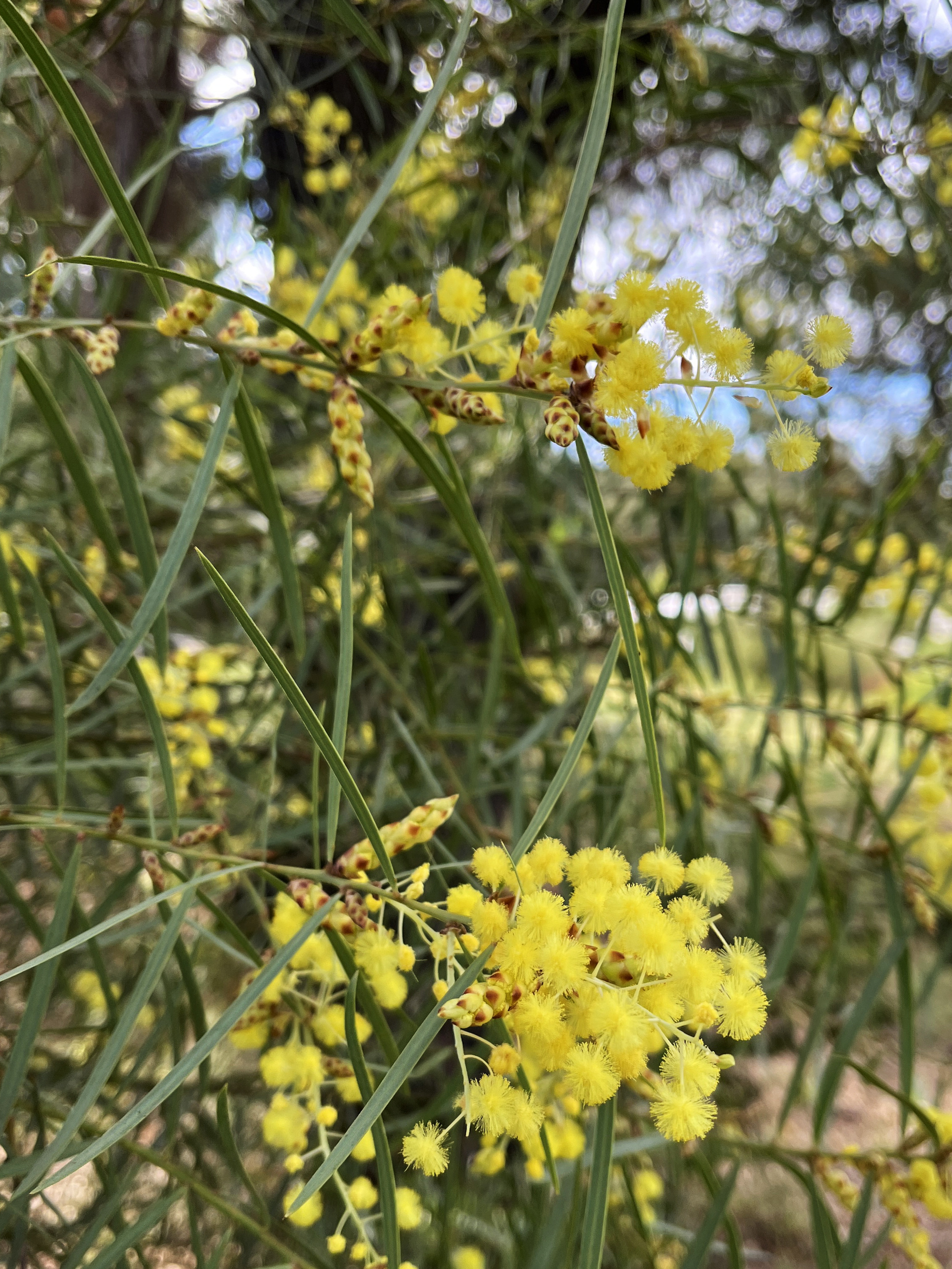 Acacia iteaphylla