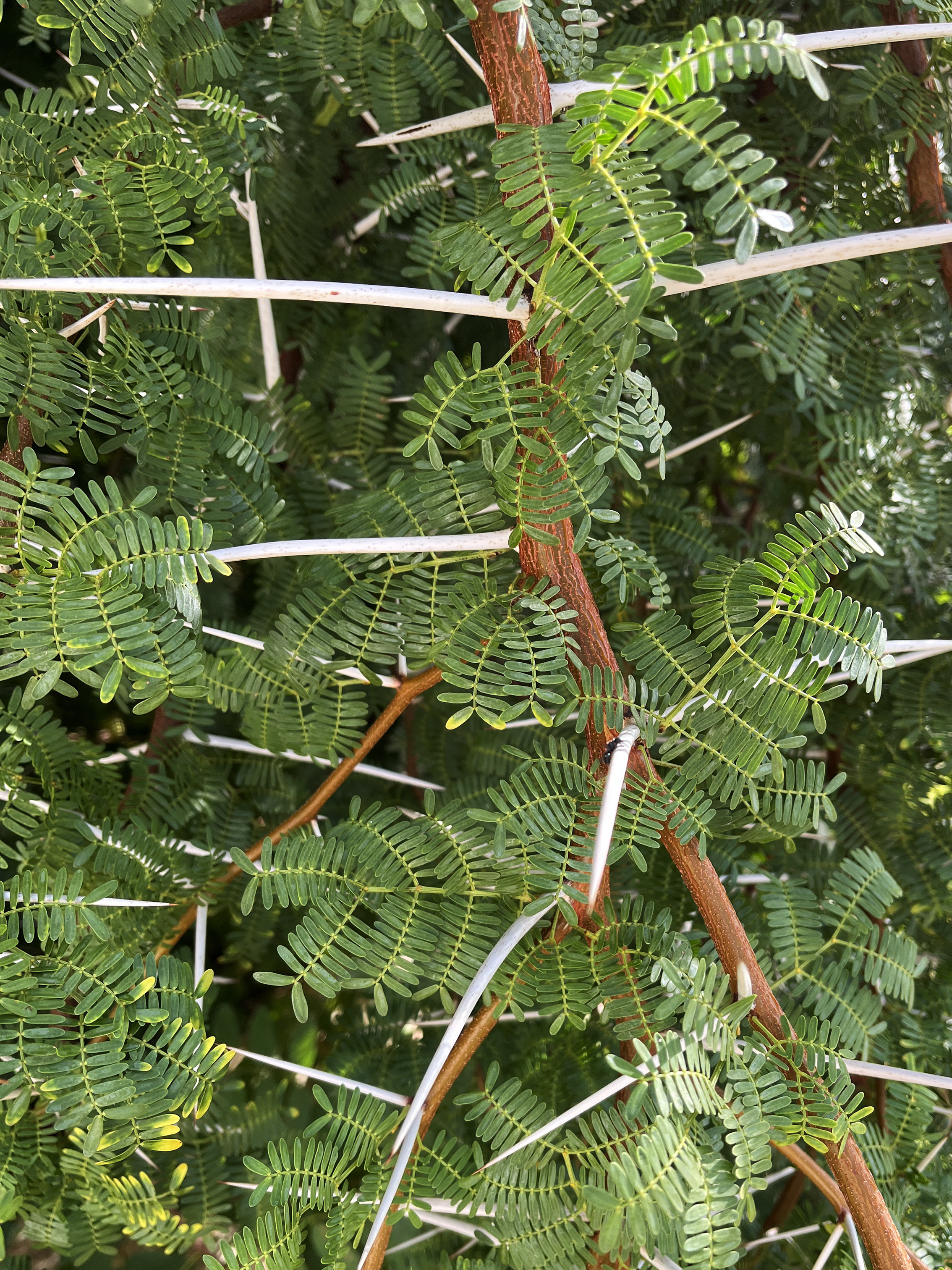 Acacia karroo