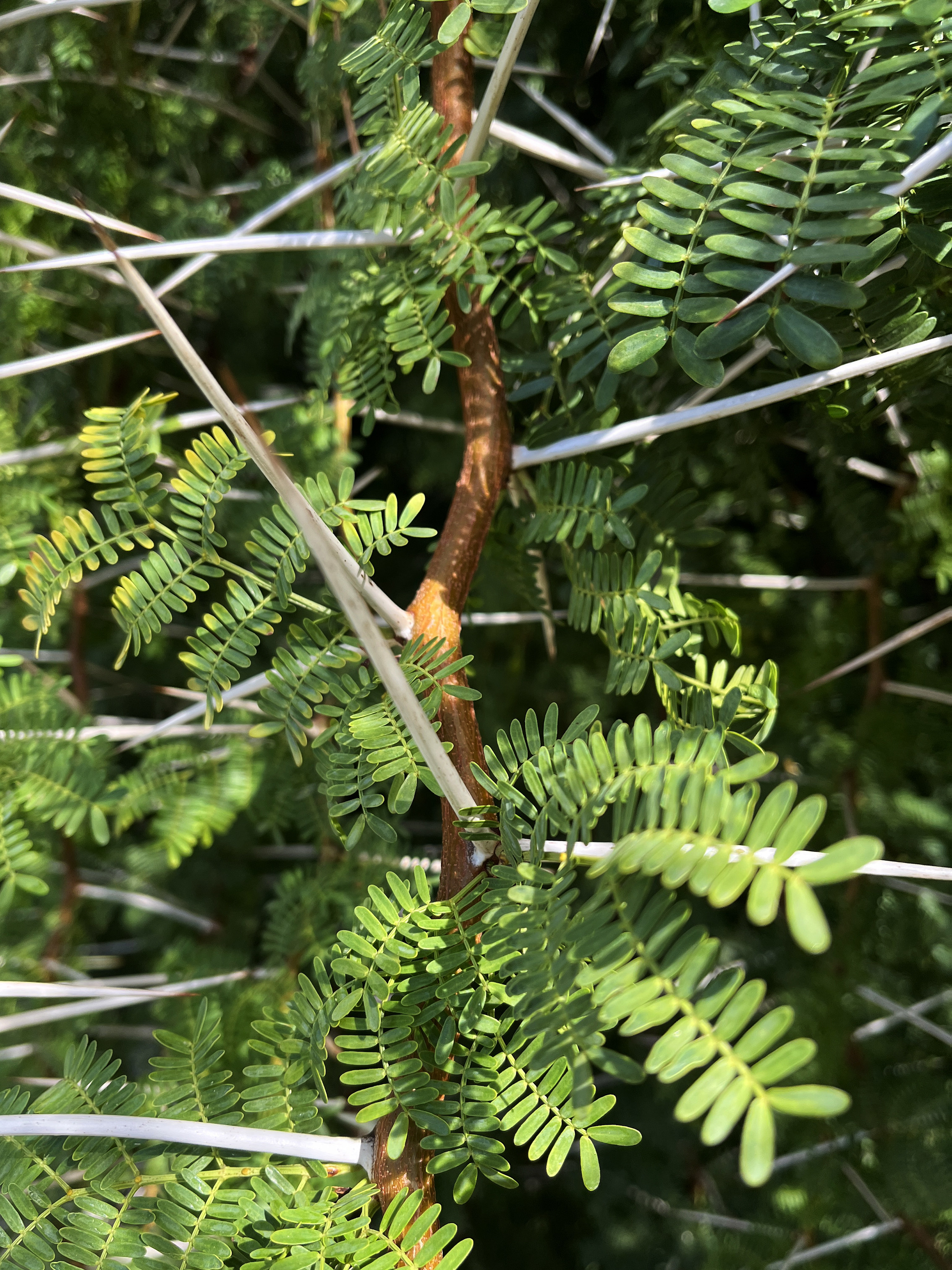 Acacia karroo