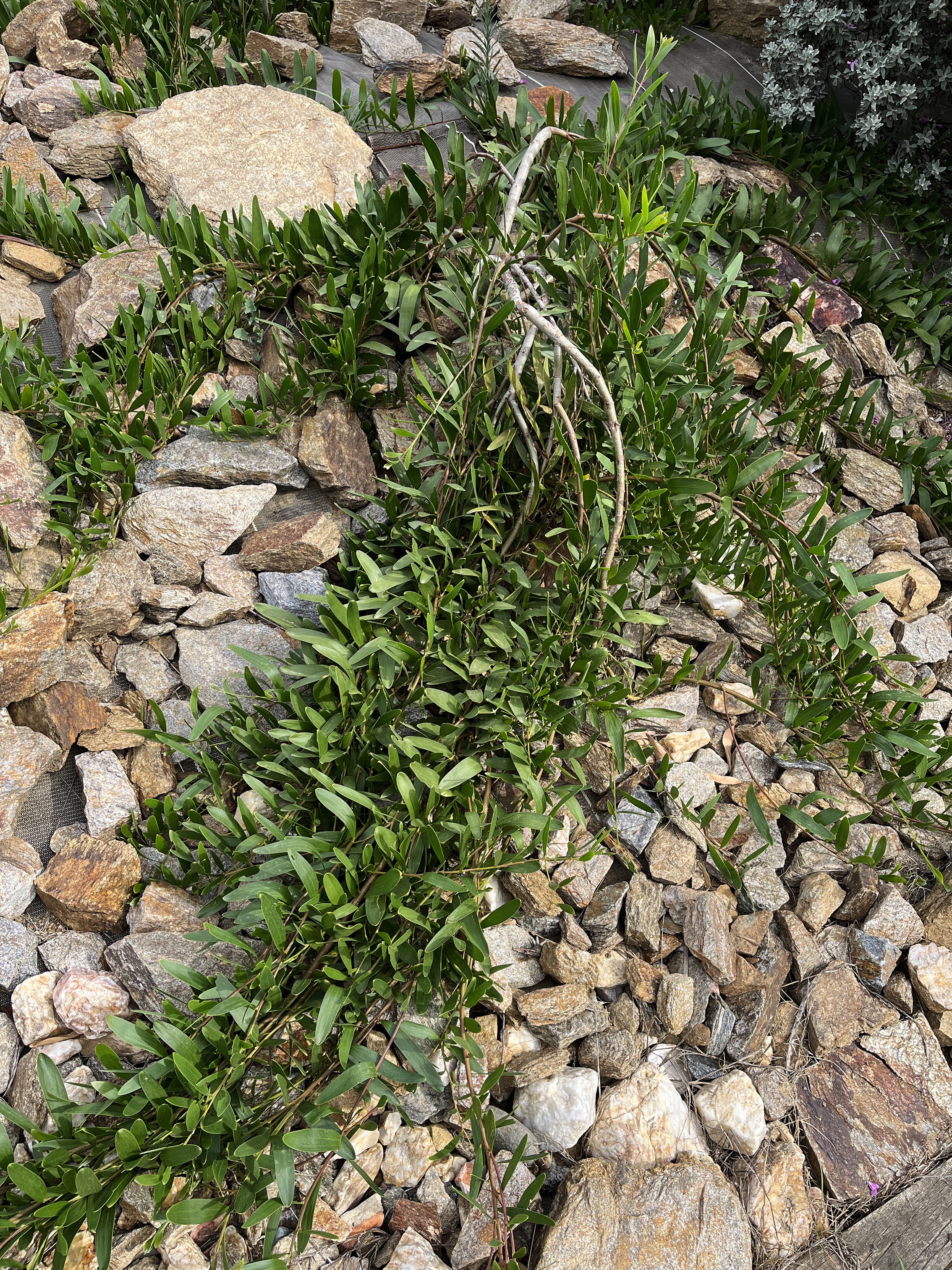 Acacia longifolia 'Prostrate'