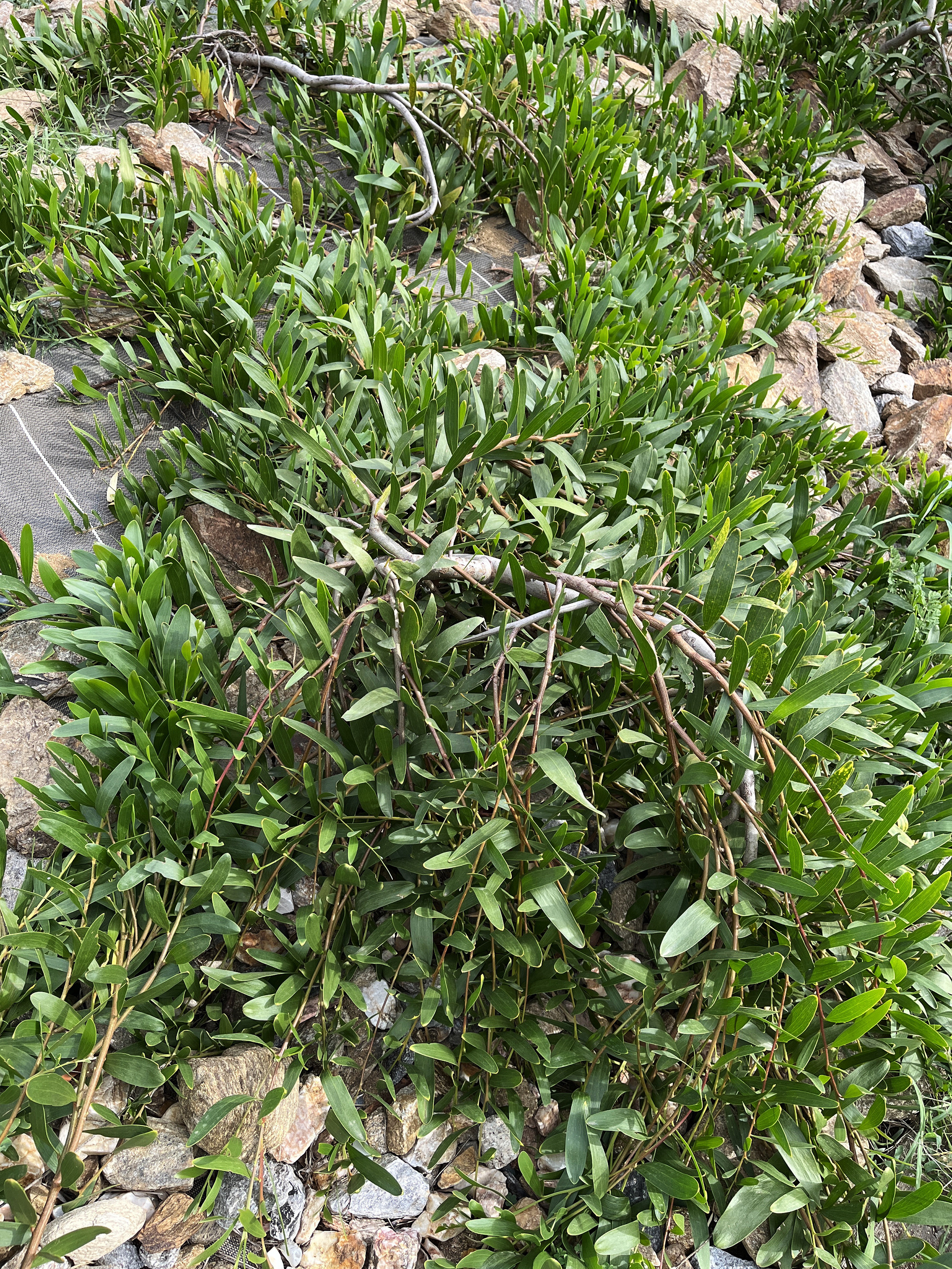 Acacia longifolia 'Prostrate'