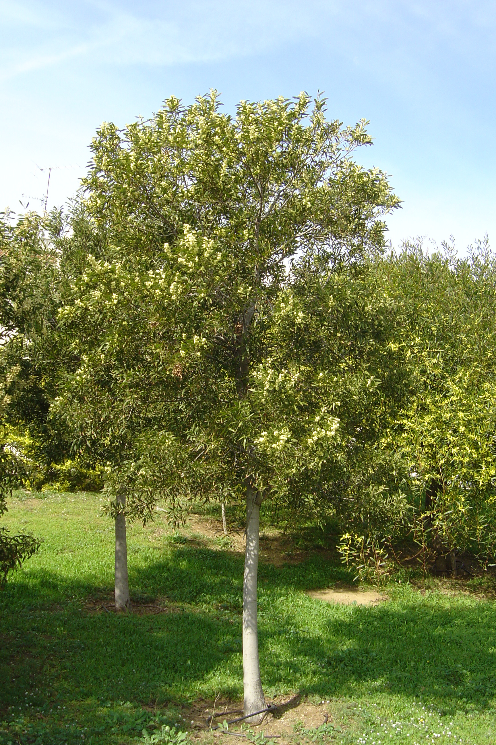 Acacia melanoxylon