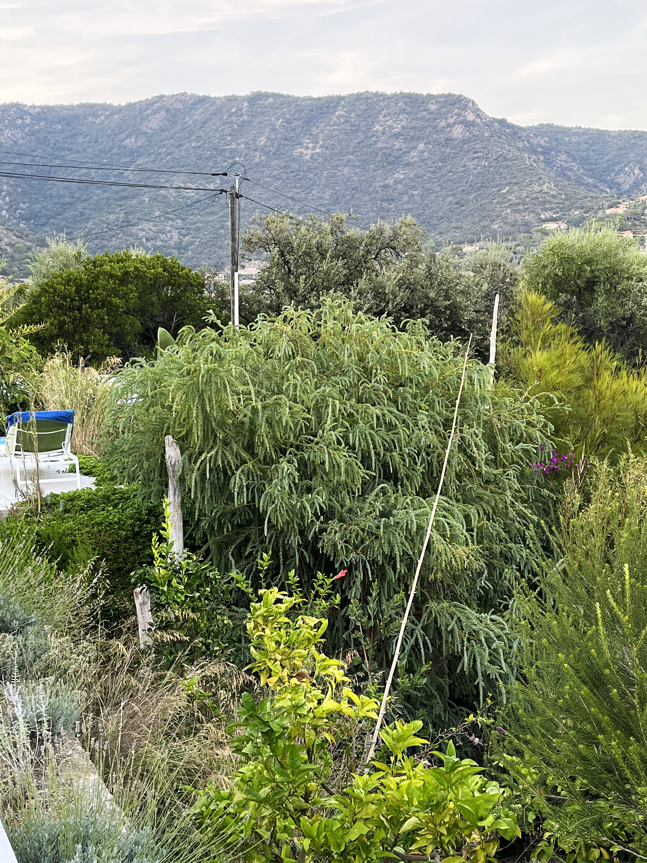 Acacia vestita 'Sainte-Hélène'