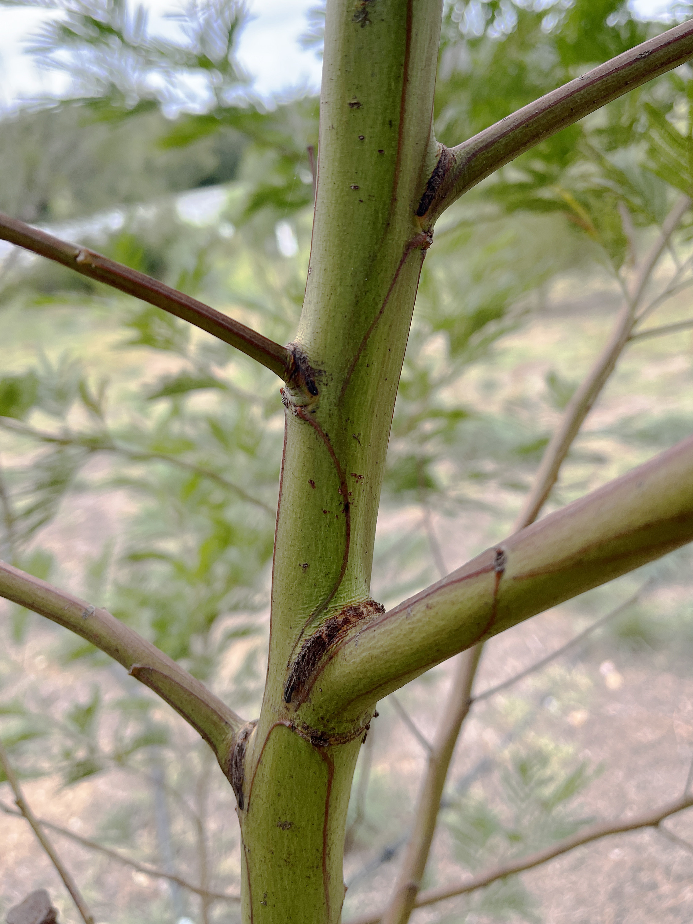 Acacia parramattensis