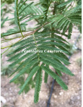 Acacia parramattensis