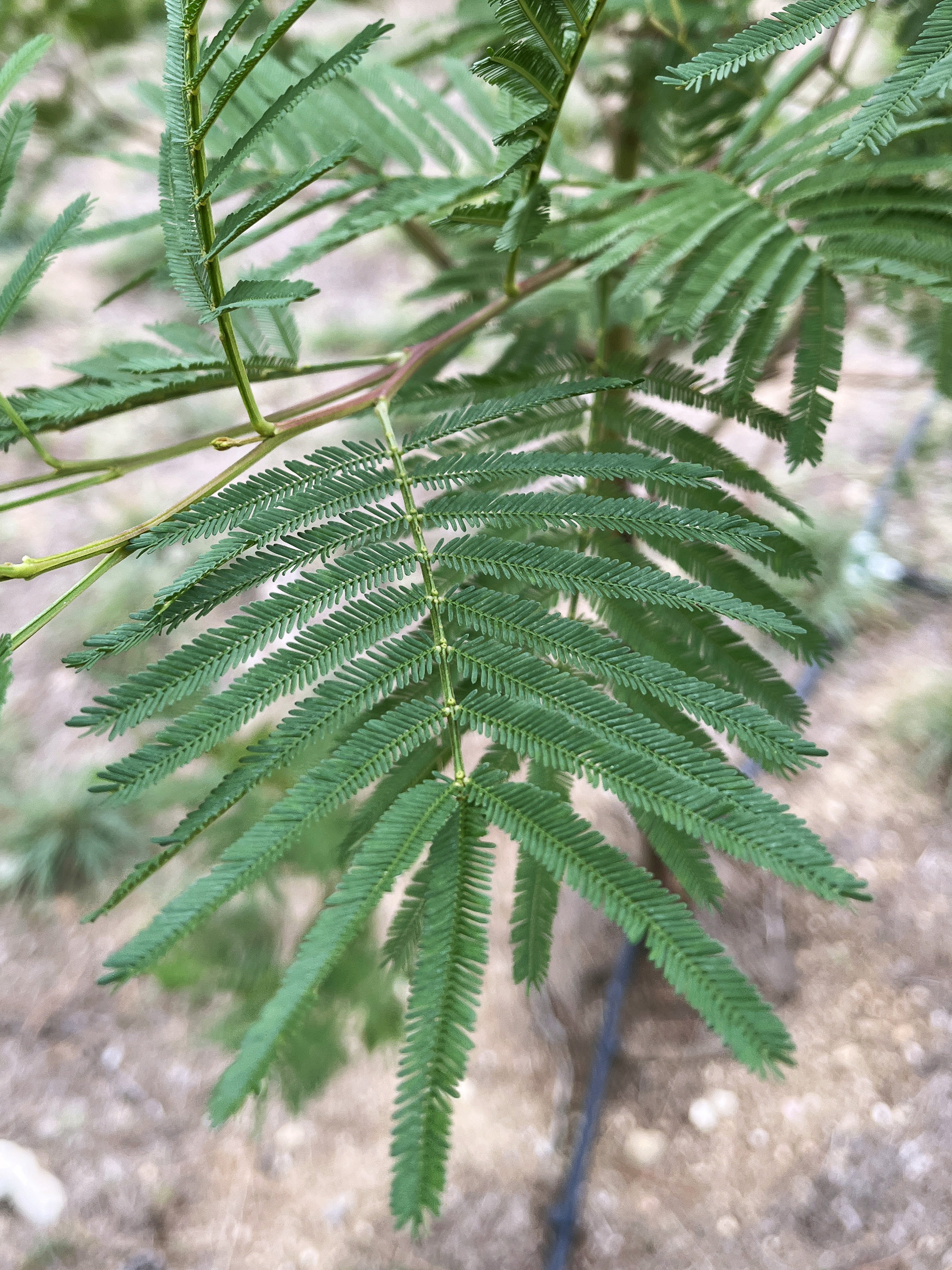 Acacia parramattensis