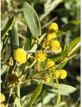 Acacia anceps