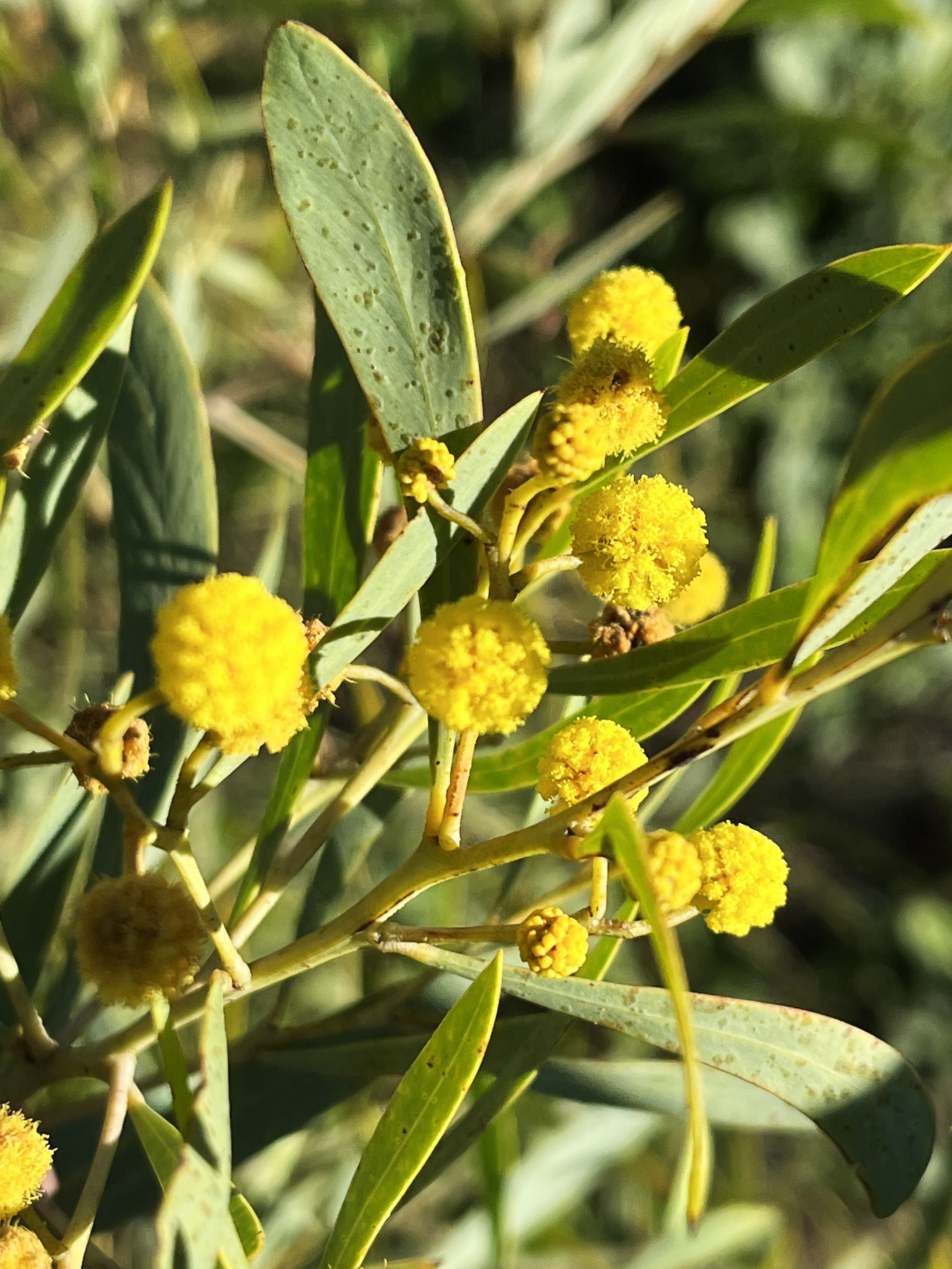 Acacia anceps
