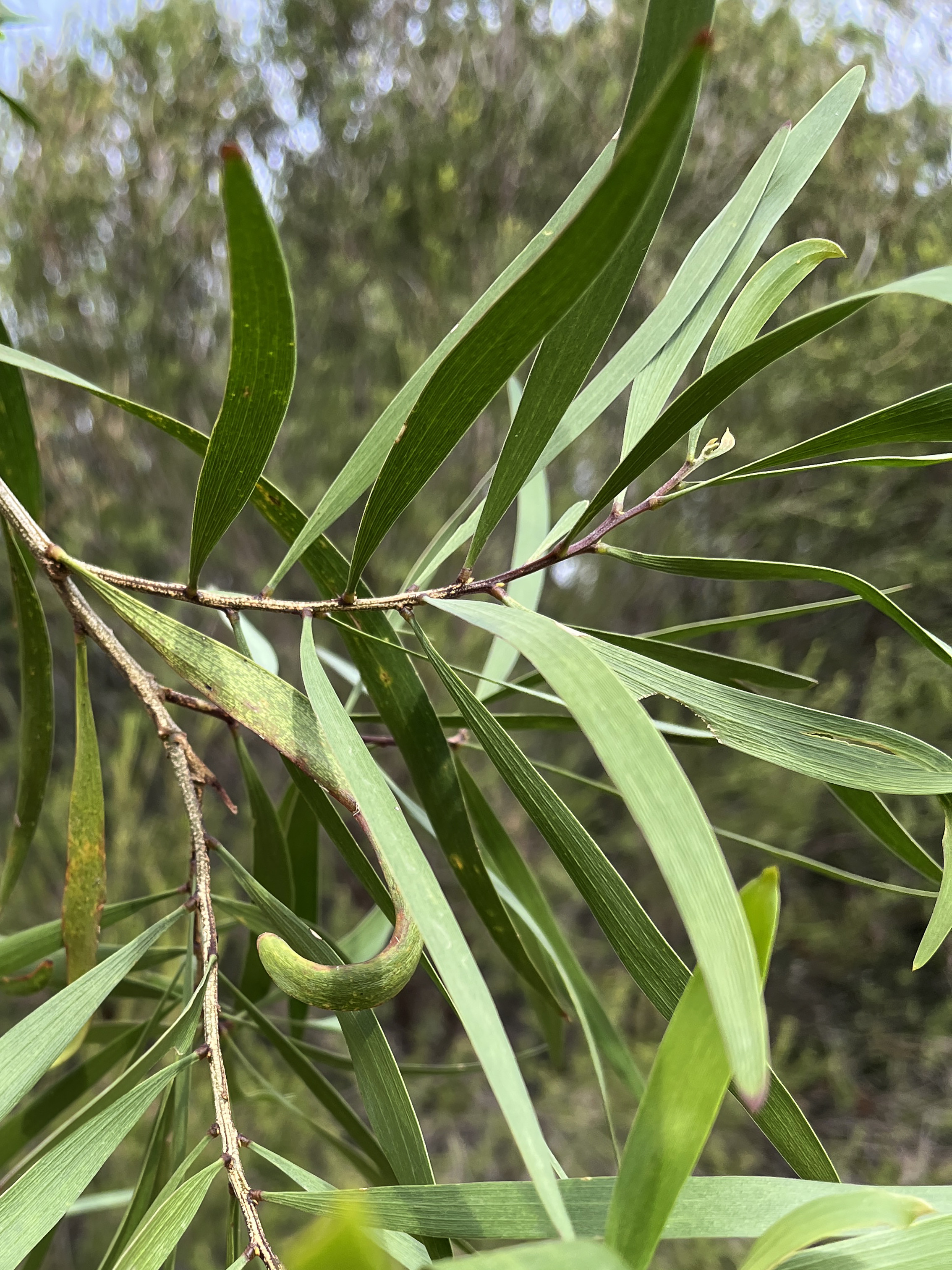 Acacia maidenii