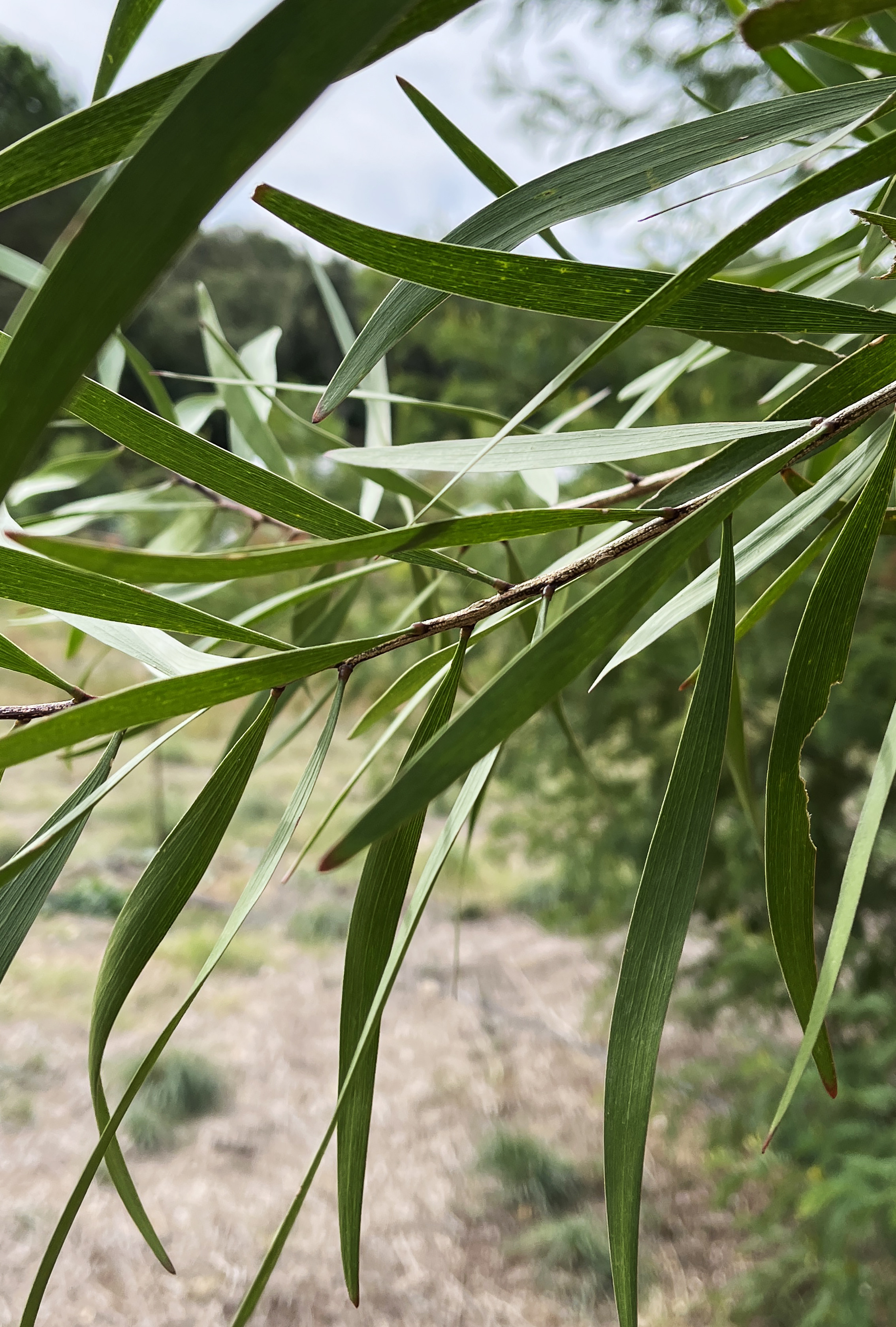 Acacia maidenii