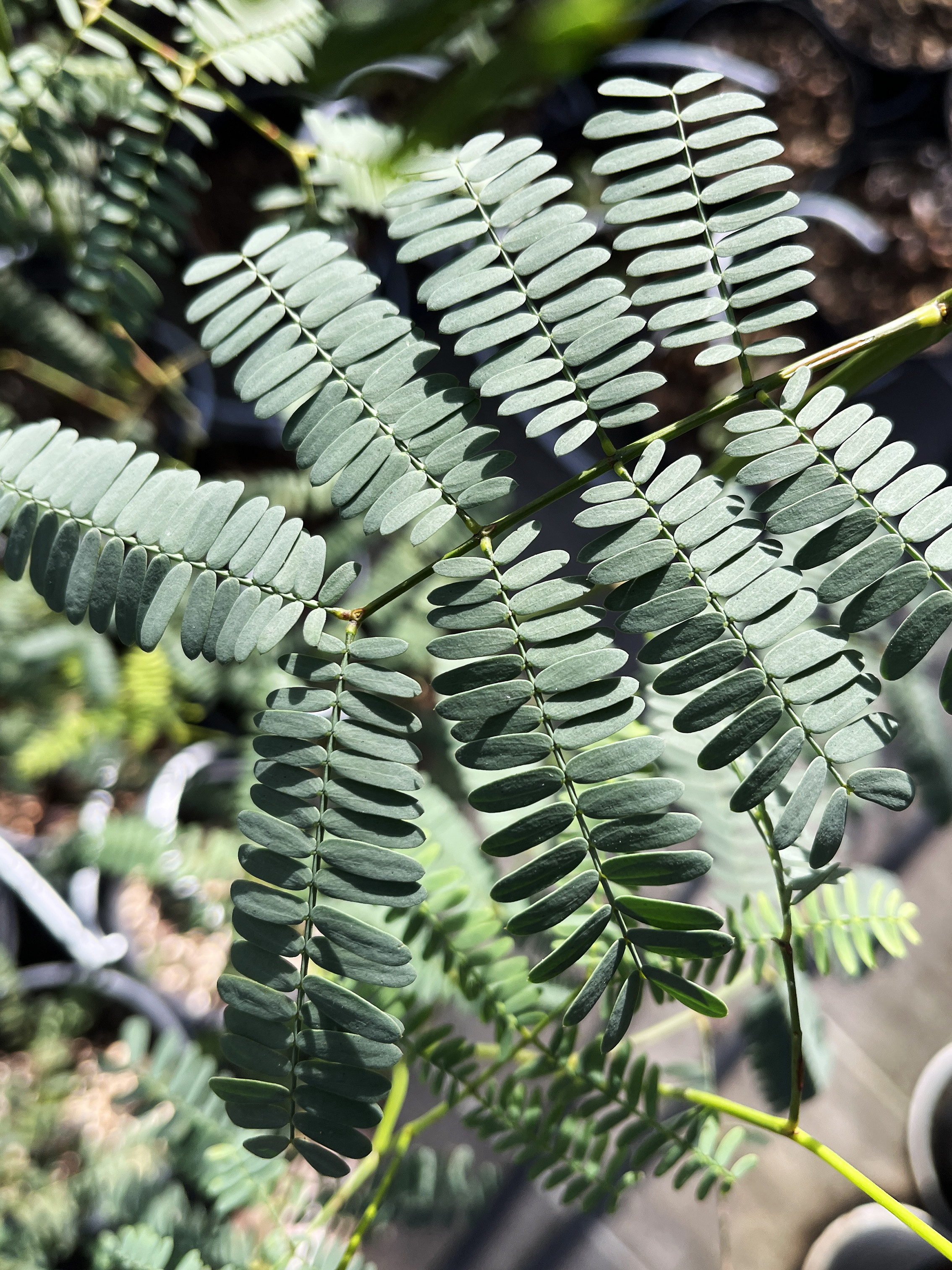 Acacia chinchillensis