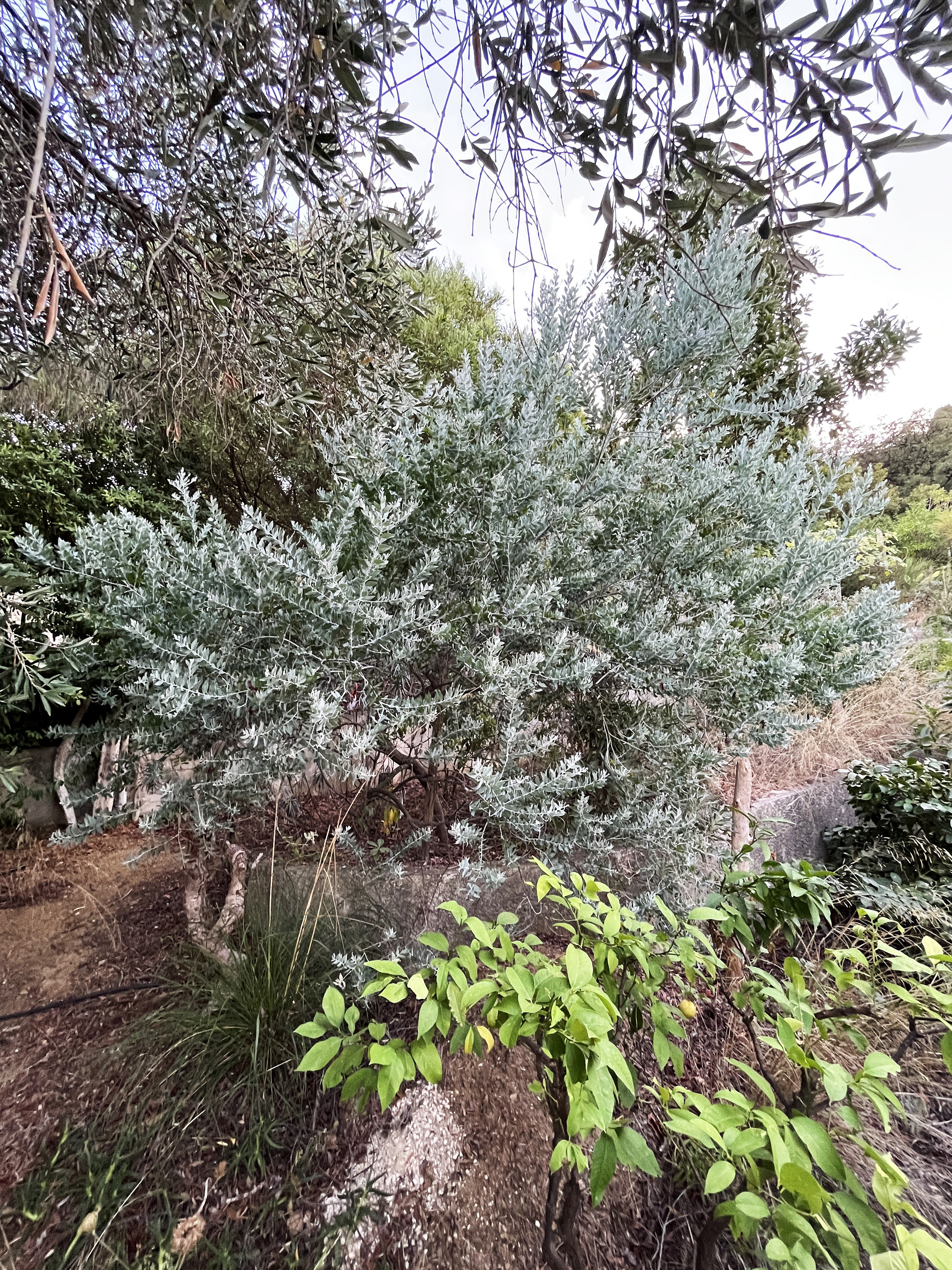 Acacia podalyriifolia syn. moutteana