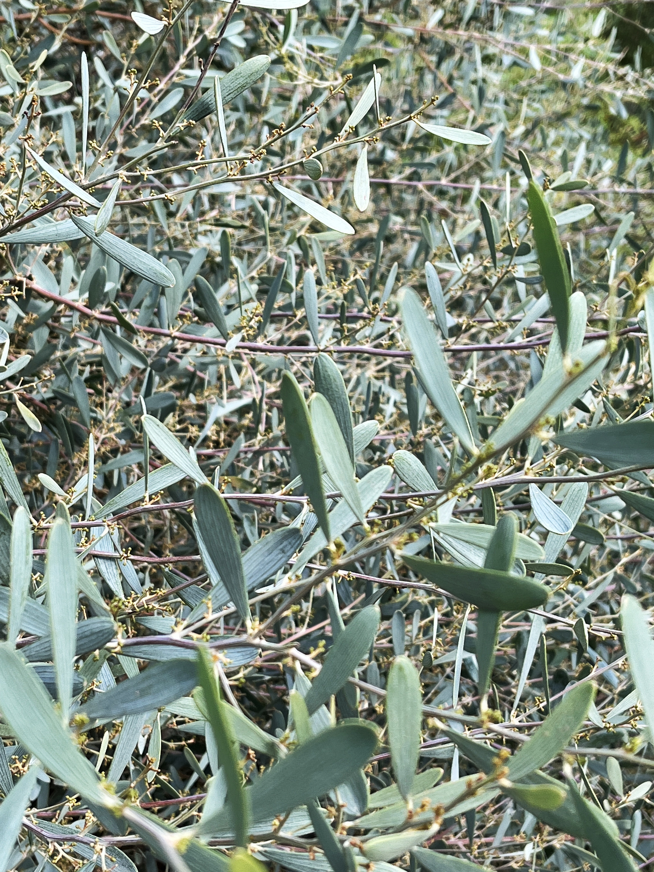 Acacia redolens