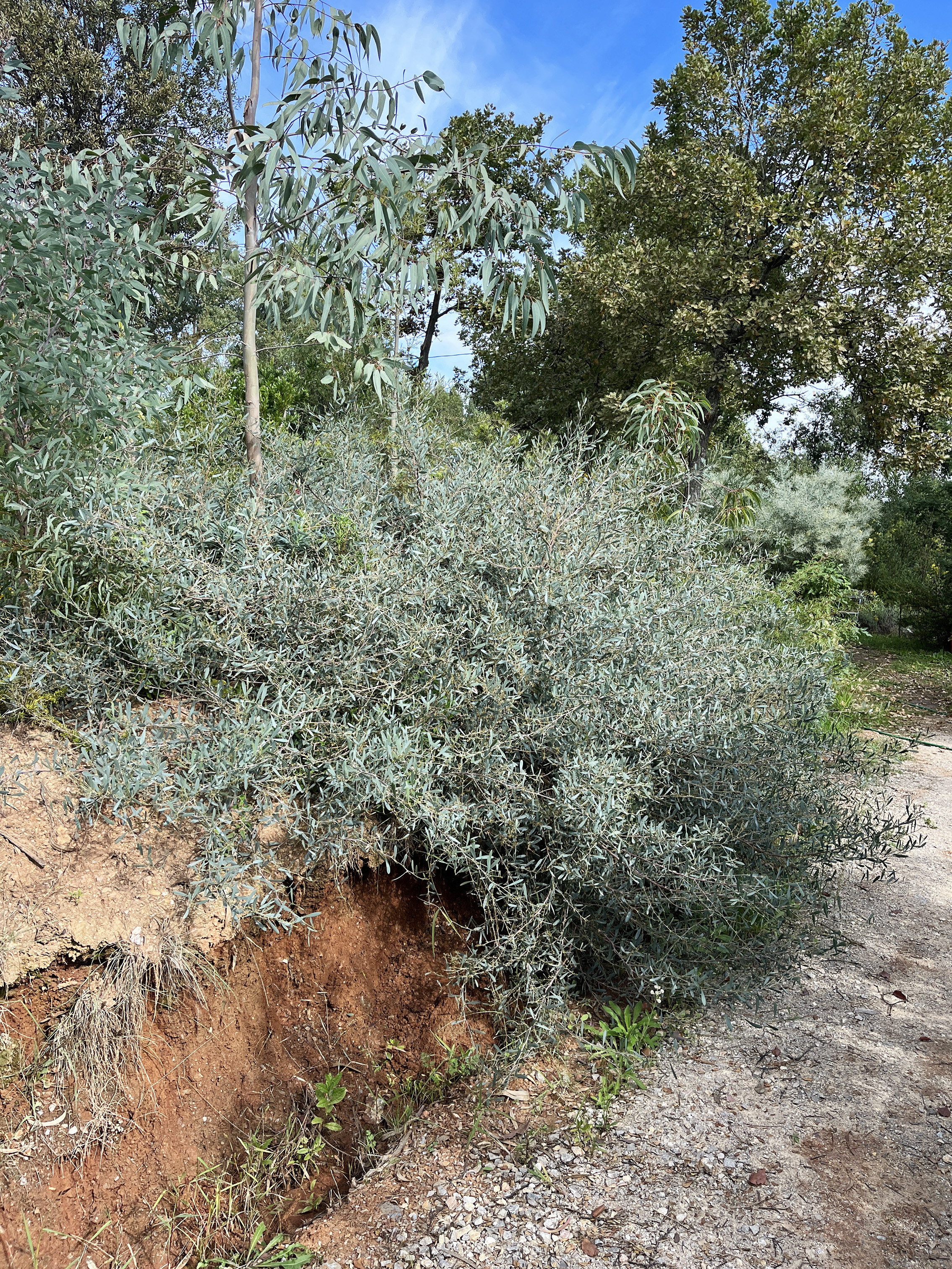 Acacia redolens