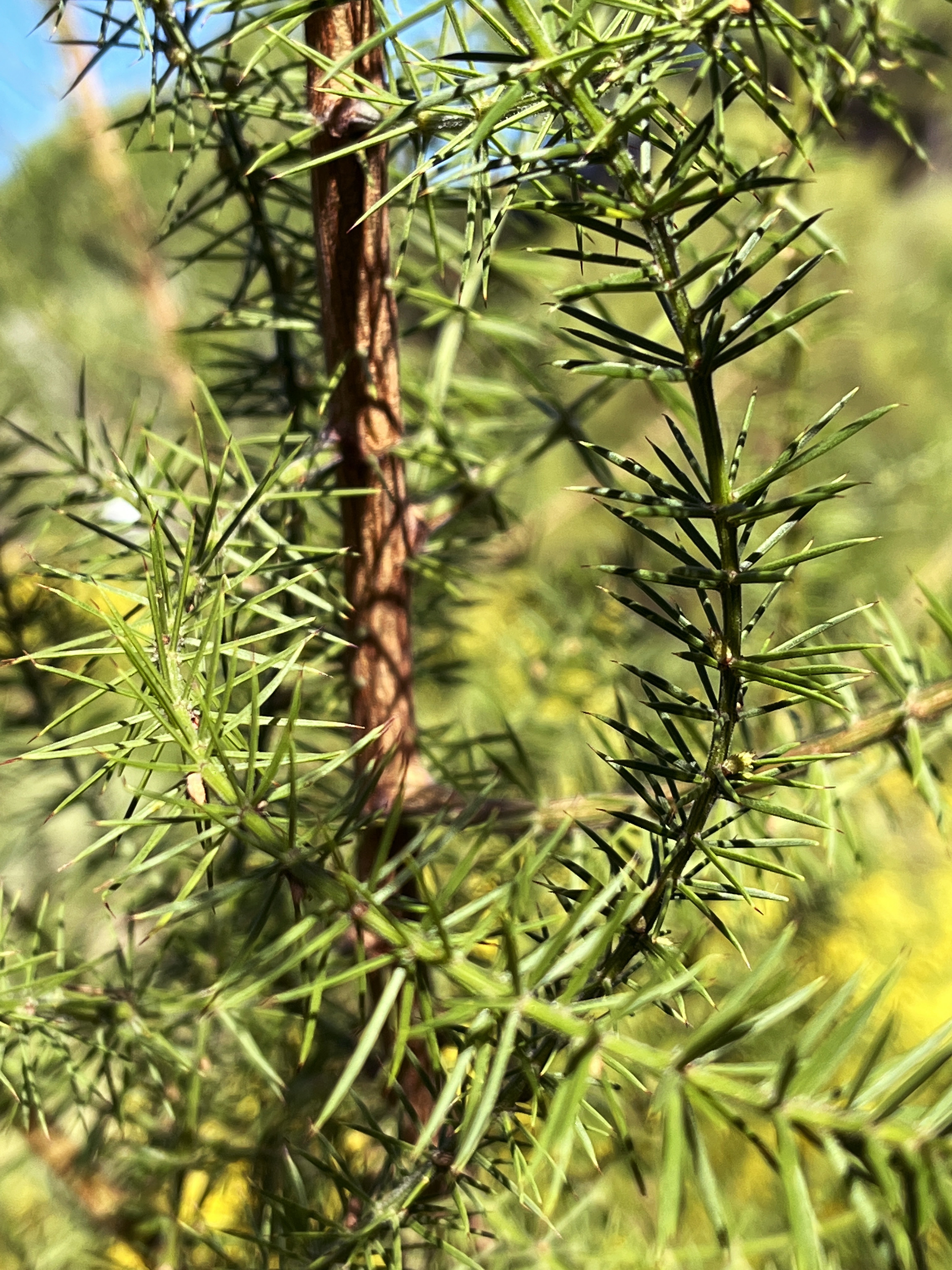 Acacia verticillata