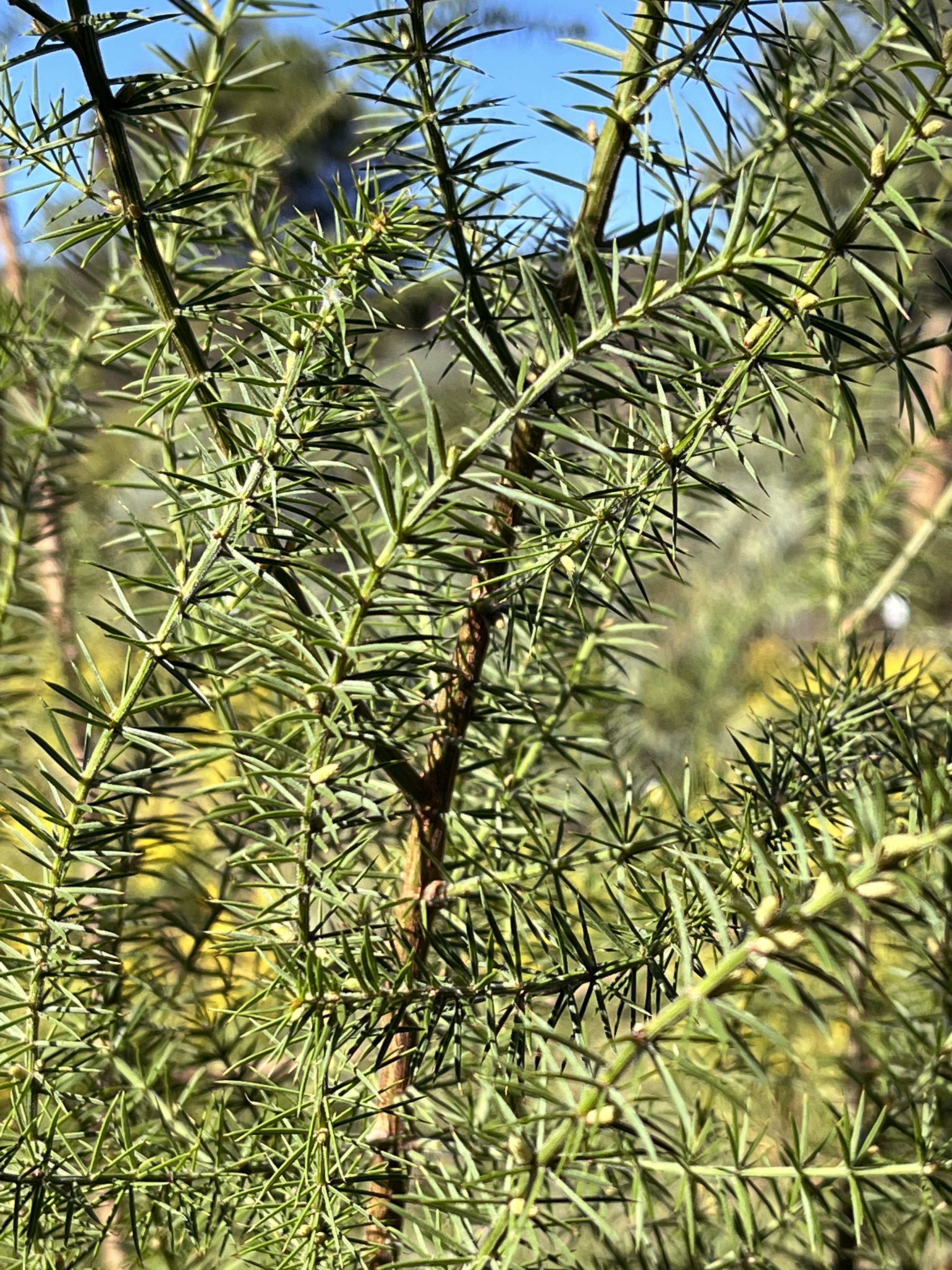 Acacia verticillata