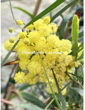 Acacia retinodes 'Lisette'