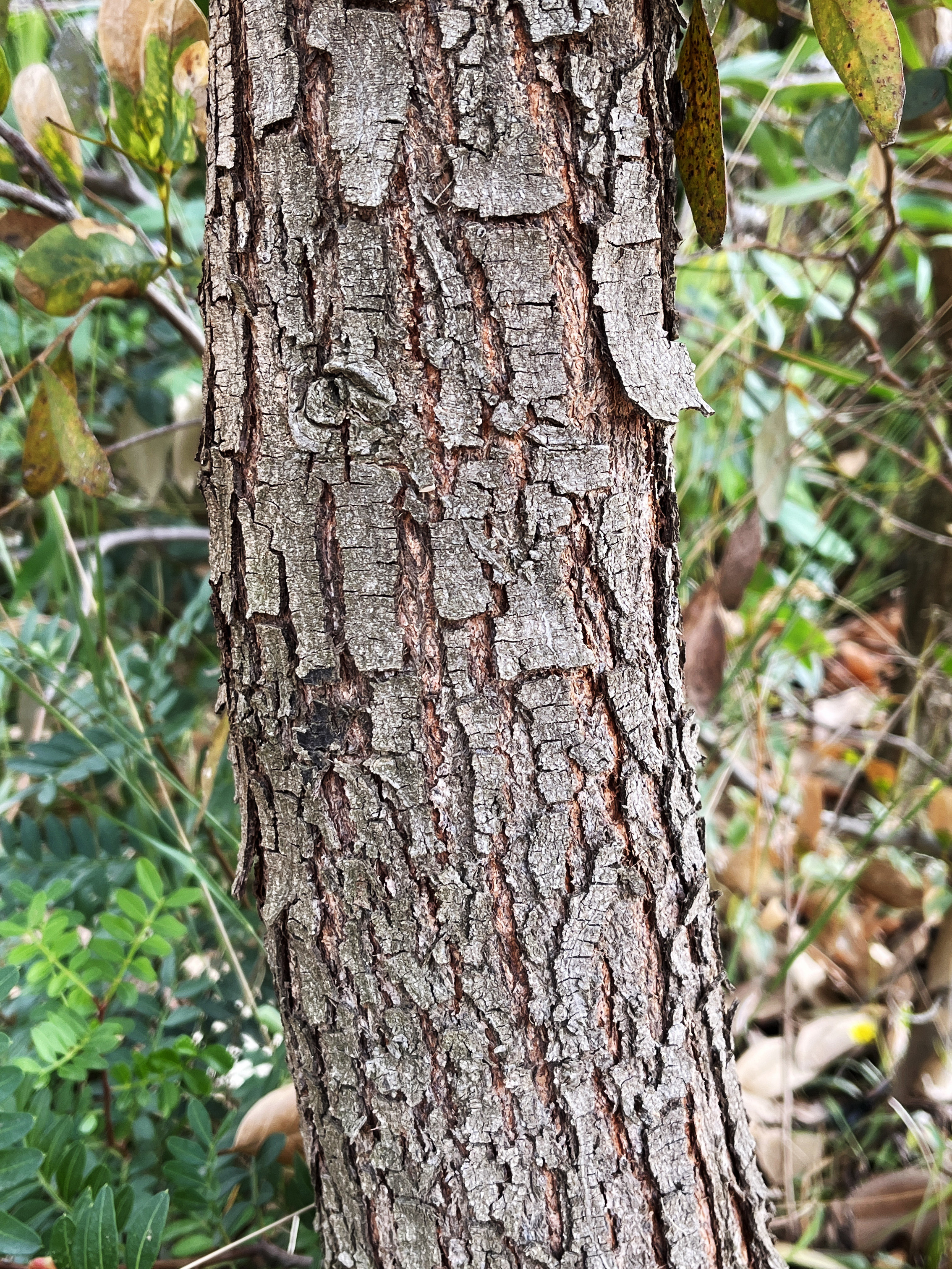 Acacia stenophylla