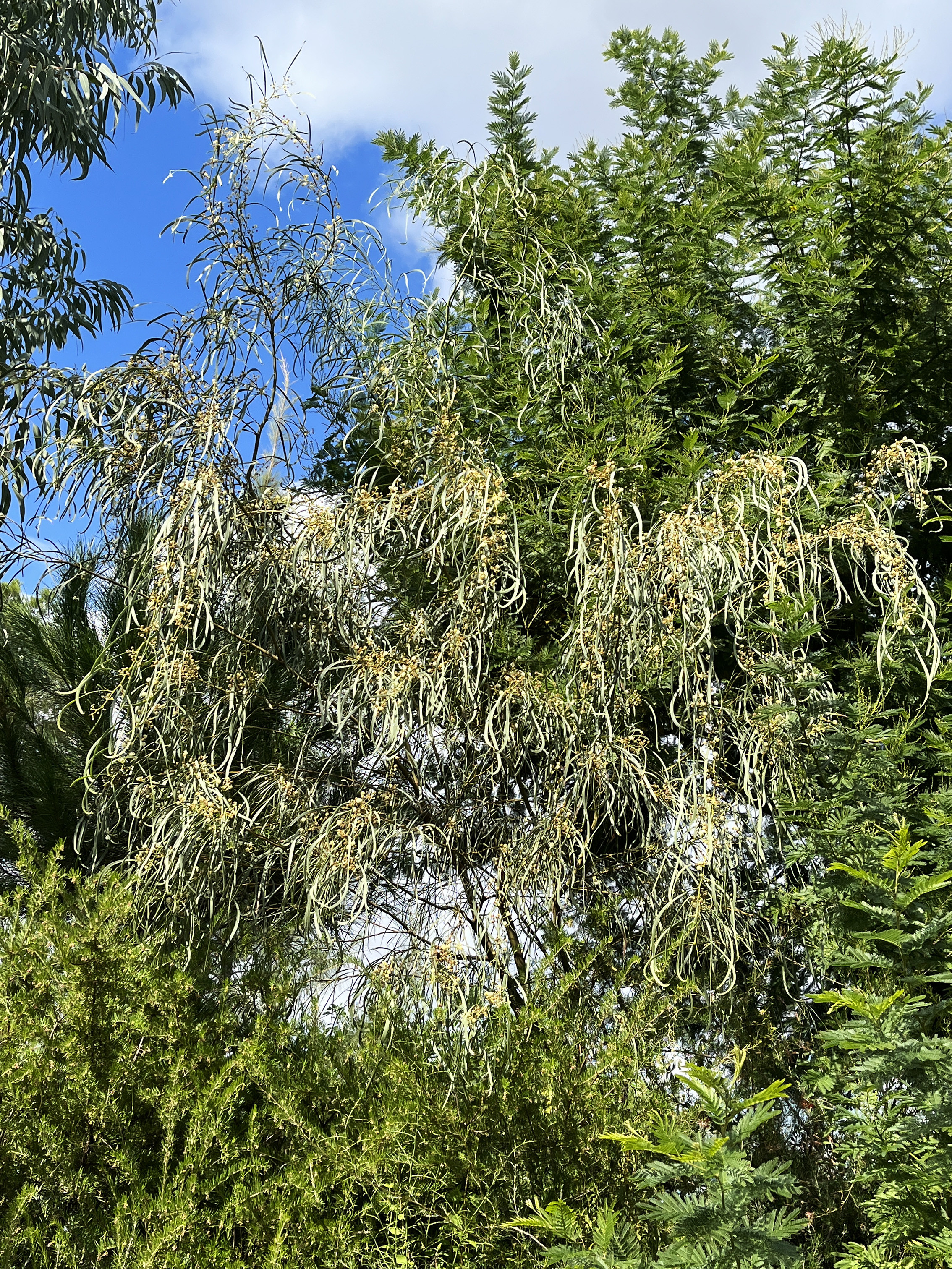 Acacia stenophylla