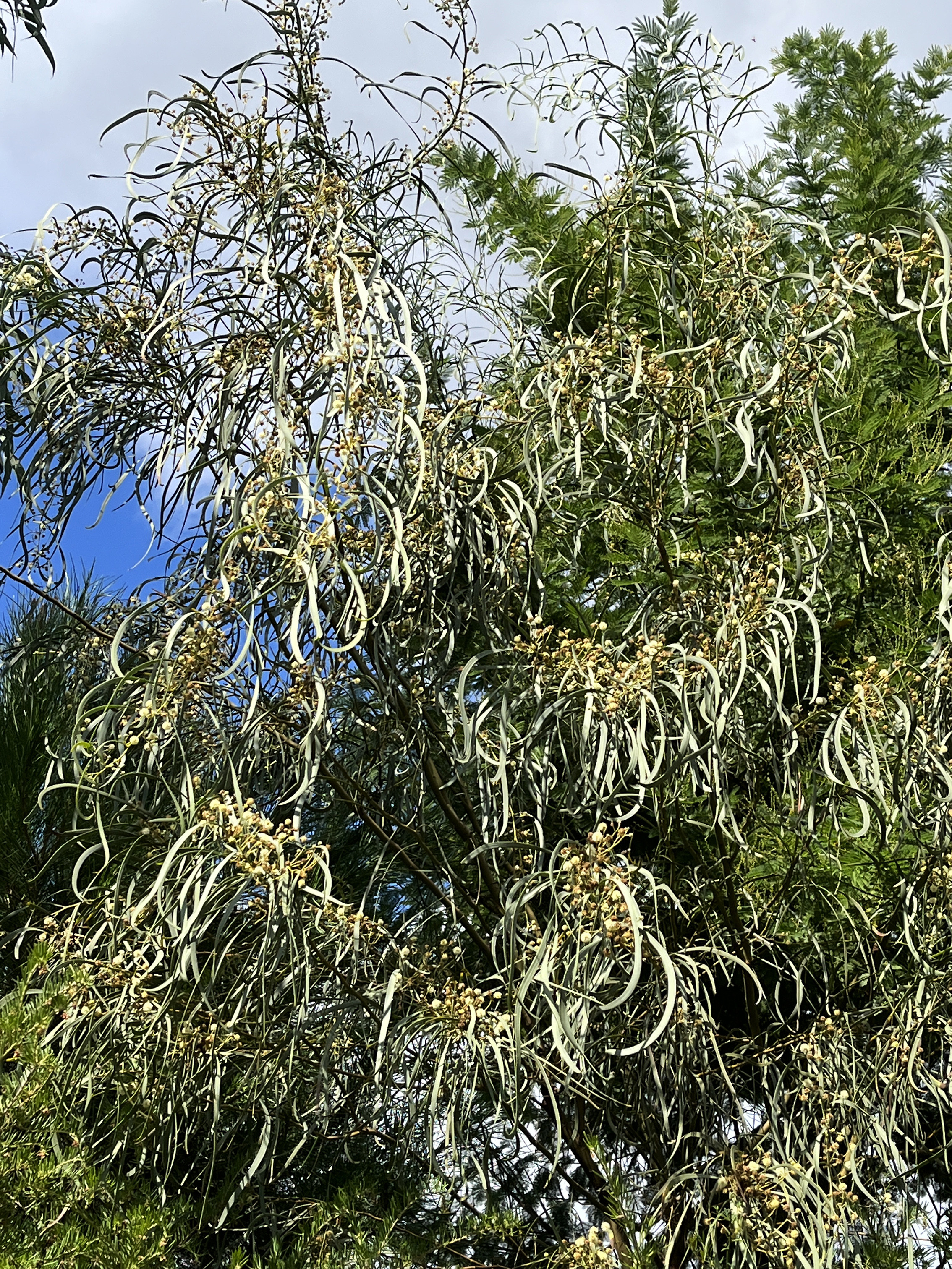 Acacia stenophylla