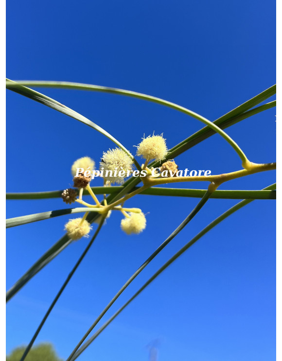 Acacia stenophylla