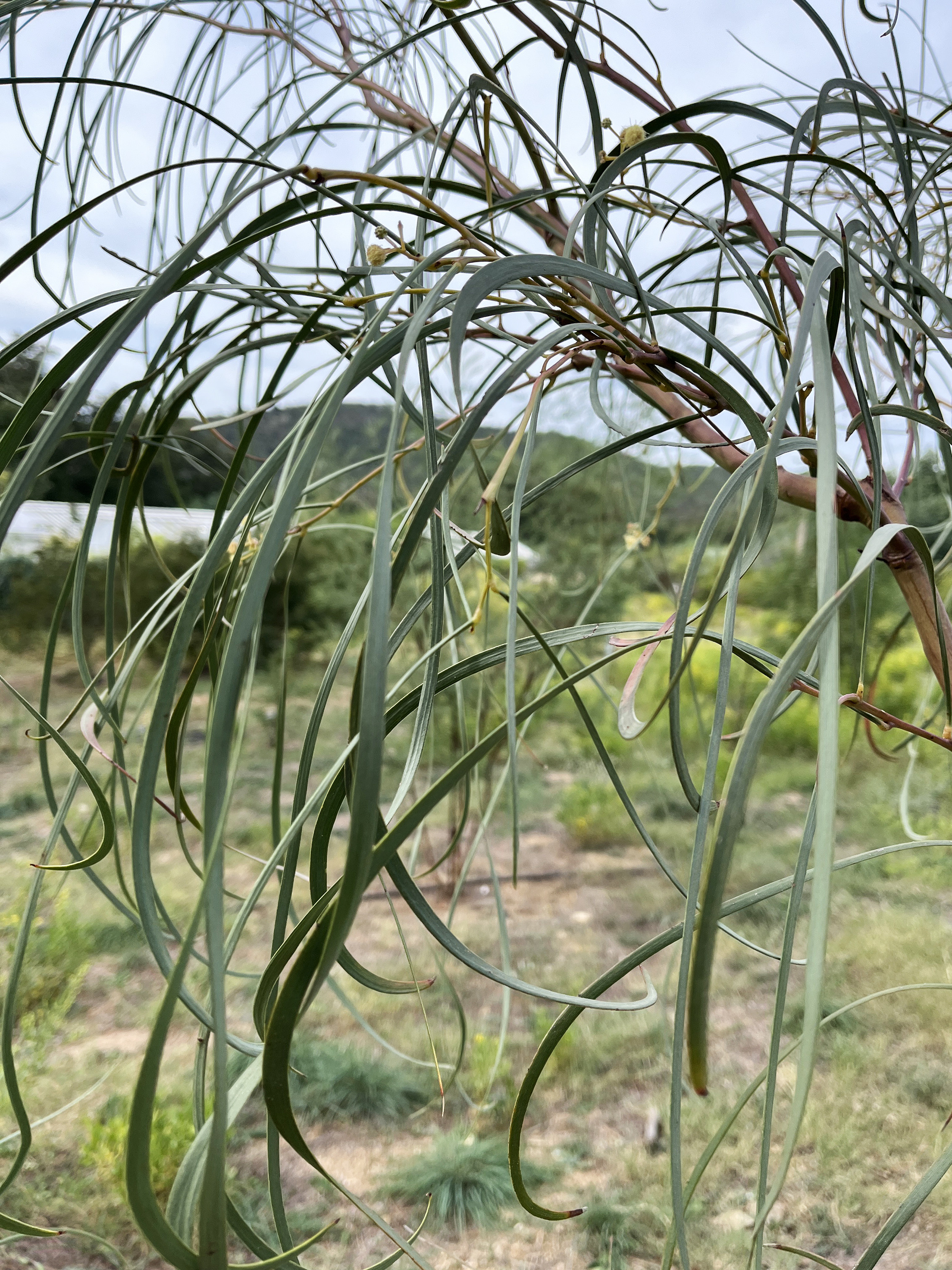 Acacia stenophylla