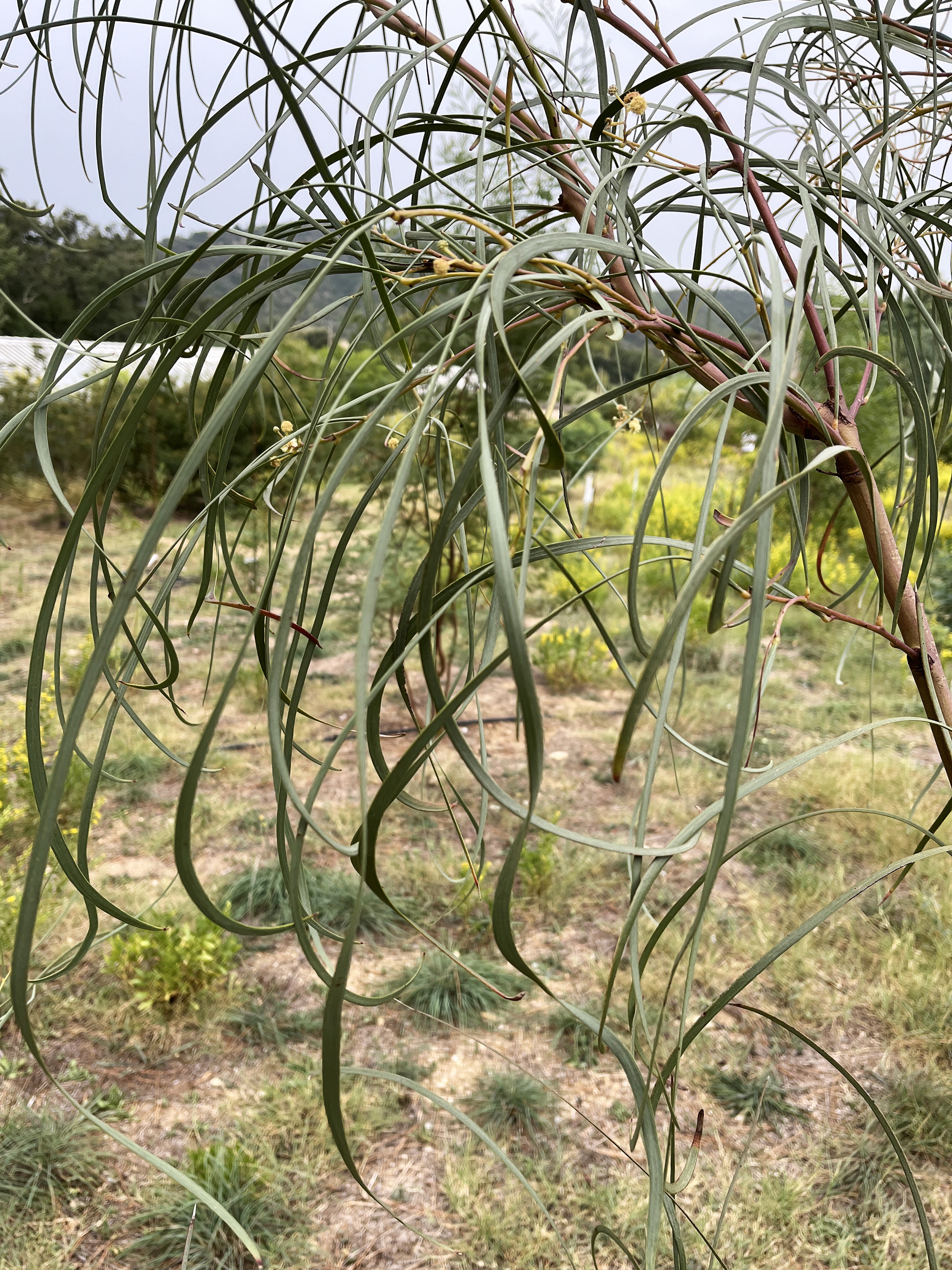 Acacia stenophylla