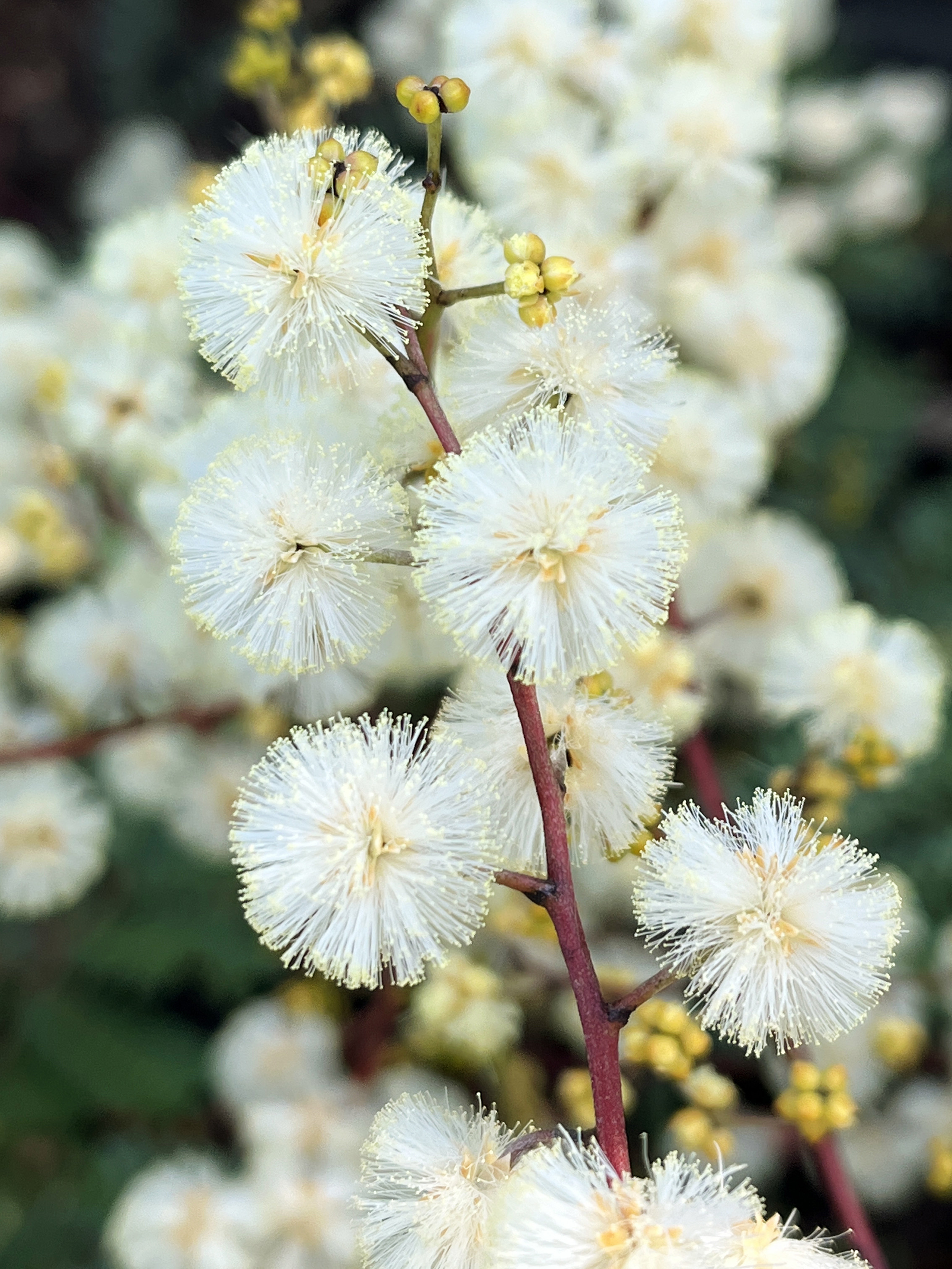 Acacia terminalis