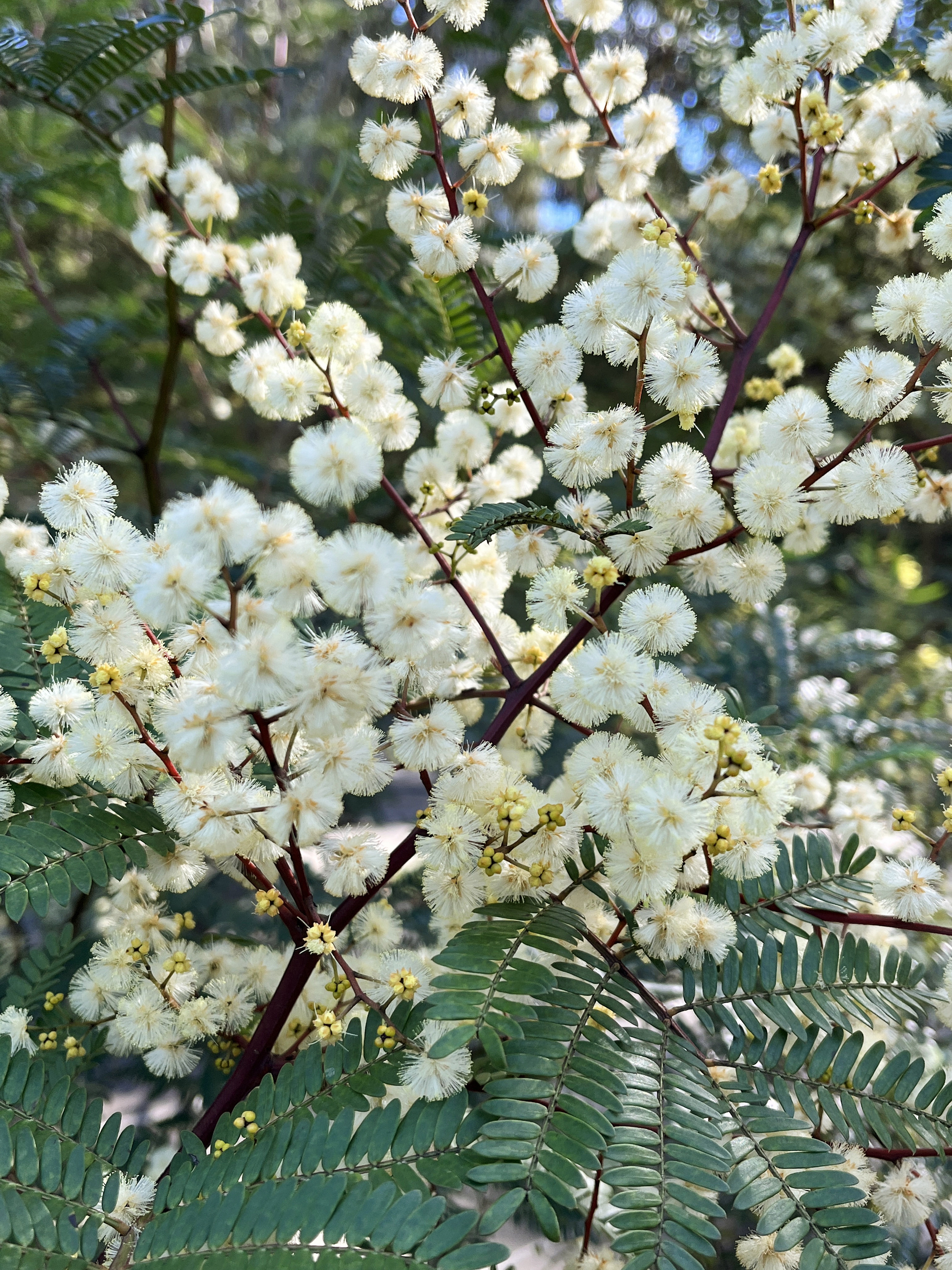 Acacia terminalis