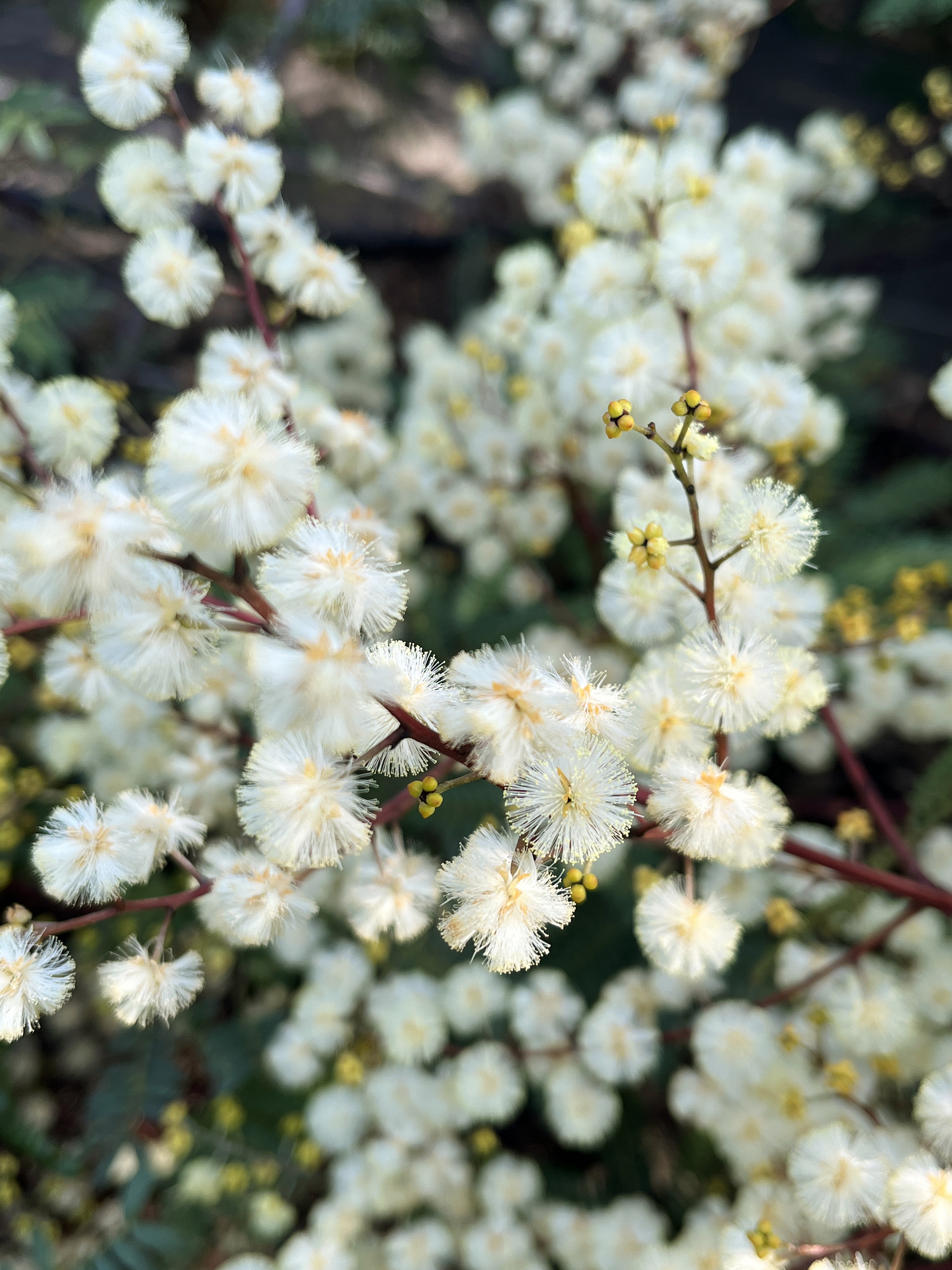 Acacia terminalis