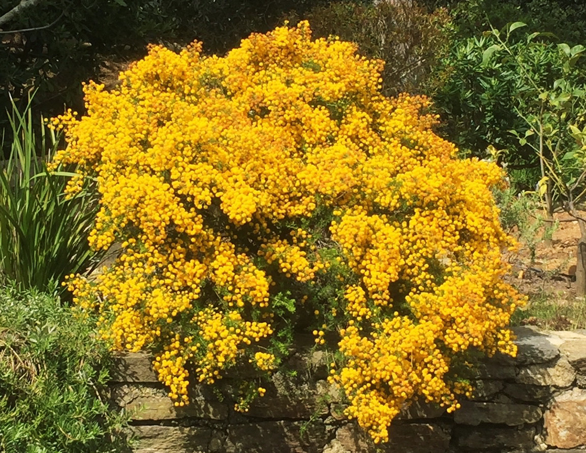 Acacia lasiocarpa